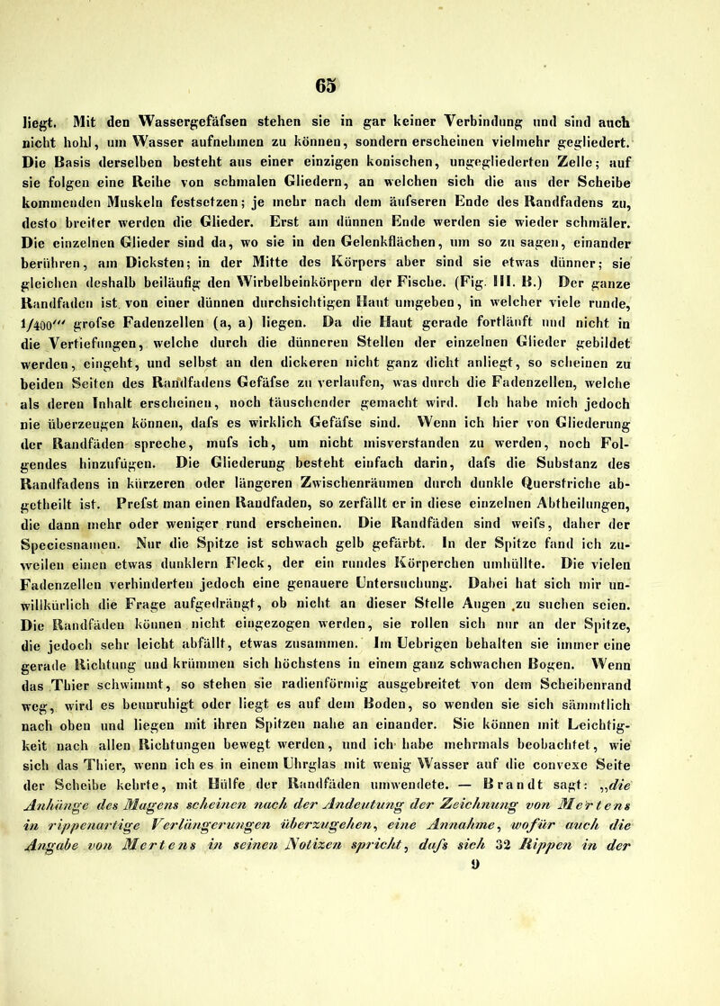 liegt. Mit den Wassergefäfsen stehen sie in gar keiner Verbindung und sind auch nicht hohl, um Wasser aufnehmen zu können, sondern erscheinen vielmehr gegliedert. Die Basis derselben besteht aus einer einzigen konischen, ungegliederten Zelle; auf sie folgen eine Reihe von schmalen Gliedern, an welchen sich die aus der Scheibe kommenden Muskeln festsetzen; je mehr nach dem äufseren Ende des Randfadens zu, desto breiter werden die Glieder. Erst am dünnen Ende werden sie wieder schmäler. Die einzelnen Glieder sind da, wo sie in den Gelenkflächen, um so zu sagen, einander berühren, am Dicksten; in der Mitte des Körpers aber sind sie etwas dünner; sie gleichen deshalb beiläufig den Wirbelbeinkörpern der Fische. (Fig. 811. B.) Der ganze Randfaden ist von einer dünnen durchsichtigen Haut umgeben, in welcher viele runde, 1/400' grofse Fadenzellen (a, a) liegen. Da die Haut gerade fortläuft und nicht in die Vertiefungen, welche durch die dünneren Stellen der einzelnen Glieder gebildet werden, eingeht, und selbst an den dickeren nicht ganz dicht anliegt, so scheinen zu beiden Seiten des Raridfadens Gefäfse zu verlaufen, was durch die Fadenzellen, welche als deren Inhalt erscheinen, noch täuschender gemacht wird. Ich habe mich jedoch nie überzeugen können, dafs es wirklich Gefäfse sind. Wenn ich hier von Gliederung der Randfäden spreche, mufs ich, um nicht misverstanden zu werden, noch Fol- gendes hinzufügen. Die Gliederung besteht einfach darin, dafs die Substanz des Randfadens in kürzeren oder längeren Zwischenräumen durch dunkle Querstriche ab- gctheilt ist. Prefst man einen Raudfaden, so zerfällt er in diese einzelnen Abtheilungen, die dann mehr oder weniger rund erscheinen. Die Randfäden sind weifs, daher der Speeiesnamen. Nur die Spitze ist schwach gelb gefärbt. In der Spitze fand ich zu- weilen einen etwas dunklern Fleck, der ein rundes Körperchen umhüllte. Die vielen Fadenzellen verhinderten jedoch eine genauere Untersuchung. Dabei hat sich mir un- willkürlich die Frage aufgedrängt, ob nicht an dieser Stelle Augen .zu suchen seien. Die Randfäden können nicht, eiugezogen werden, sie rollen sich nur an der Spitze, die jedoch sehr leicht abfällt, etwas zusammen. Im Uebrigen behalten sie immer eine gerade Richtung und krümmen sich höchstens in einem ganz schwachen Bogen. Wenn das Thier schwimmt, so stehen sie radienförmig ausgebreitet von dem Scheibenrand weg, wird es beunruhigt oder liegt, es auf dem Boden, so wenden sie sich sämintlich nach oben und liegen mit ihren Spitzen nahe an einander. Sie können mit Leichtig- keit nach allen Richtungen bewegt werden, und ich'habe mehrmals beobachtet, wie sich das Thier, wenn ich es in einem Ehrglas mit wenig Wasser auf die convexe Seite der Scheibe kehrte, mit Hülfe der Randfäden umwendete. — Brandt sagt: „die Anhänge des Magens scheinen nach de?' Andeutung de?' Zeichnung von Me r t e n s in rippenartige Vc?'Umgeru?igen überzugehen, eine Annahme, wofür auch die Angabe vo?t Mertens in seine?? Notizen sp? icht, dafs sich 32 Rippe?? in der 1)