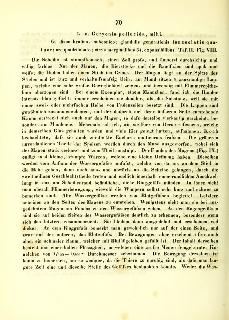 4. a. Geryonia pellucida, mihi. G. disco hyalino, subconico; glandulis gcncrationis lanccolatis qua- tuor; ore qnadrilobato ; cirris marginalibus 64, cxpansibilibus. Taf. IF. Fig. VIII. Die Scheibe ist stumpfkonisch, einen Zoll grofs, und äufserst durchsichtig und völlig farblos. Nur der Magen, die Eierstöcke und die Rundfäden sind opak und weifs; die Hoden haben einen Stich ins Grüne. Der Magen liegt an der Spitze des Stieles und ist kurz und verhältnifsmäfsig klein; am Mund sitzen 4 ganzrandige Lap- pen, welche eine sehr grofse Beweglichkeit zeigen, und inwendig mit Flimmerepithe- lium überzogen sind. Bei einem Exemplar, einem Männchen, fand ich die Ränder intensiv blau gefärbt; immer erscheinen sie dunkler, als die Substanz, weil sie mit einer zwei- oder mehrfachen Reihe von Fadenzellen besetzt sind. Die Lappen sind gewöhnlich zusammengebogen, und der dadurch auf ihrer äufseren Seite entstehende Kamm erstreckt sich auch auf den Magen, so dafs derselbe vierkantig erscheint, be- sonders am Mundende. Mehrmals sah ich, wie sie Eier von Roroe rnfescens, welche in demselben Glas gehalten wurden und viele Eier gelegt hatten, aufnahmen; Koch beobachtete, dafs sie auch zerstiiekte Eucharis multicornis frafsen. Die gröberen unverdaulichen Theile der Speisen werden durch den Mund ansgeworfen, wobei sich der Magen stark verkürzt und zum Tbeil umstülpt. Der Fundus des Mngeus (Fig. IX.) endigt in 4 kleine, stumpfe Warzen, welche eine kleine Oeffnung haben. Dieselben werden vom Anfang der Wassergefäfse umfafst, welche von da aus an dem Stiel in die Höhe gehen, dann nach aus- und abwärts an die Scheibe gelangen, durch die zweitheiligen Geschlechtsfheile treten und endlich innerhalb einer rundlichen Anschwel- lung in das am Scheihenrand befindliche, dicke Ringgefäfs münden. In ihnen sieht man überall Flimmerbewegung, wiewohl die Wimpern selbst sehr kurz und schwer zu bemerken sind. Alle Wassergefäfse werden von Blutgefäfsen begleitet. Letztere scheinen an den Seiten des Magens zu entstehen. Wenigstens sieht man sie bei aus- gedehntem Magen am Fundus zu den Wassergefäfsen gehen. An den Bogengefäfsen sind sie auf beiden Seiten des Wassergefäfses deutlich zu erkennen, besonders wenn sich das letztere zusammenzieht. Sie bleiben dann ausgedehnt und erscheinen viel dicker. An dem Ringgefäfs bemerkt man gewöhnlich nur auf der einen Seite, und zwar auf der unteren, das Blutgefäfs. Bei Bewegungen aber erscheint öfter auch oben ein schmaler Saum, welcher mit Blutkügelchen gefüllt ist. Der Inhalt derselben besteht aus einer hellen Flüssigkeit, in welcher eine grofse Menge feingekörnter Kü- gelchen von 1/400 — 1/500' Durchmesser schwimmen. Die Bewegung derselben ist kaum zu bemerken, um so weniger, da die Thiere zu unruhig sind, als dafs man län- gere Zeit eine und dieselbe Stelle des Gefäfses beobachten könnte. Weder die Was-