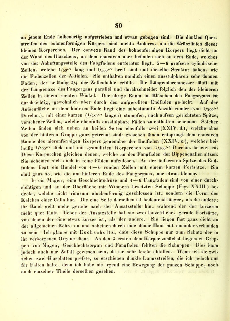 an jenem Ende kolbenartig aufgetrieben und etwas gebogen sind. Die dunklen Quer- streifeu des bohnenfönnigen Körpers sind nichts Anderes, als die Gränzlinien dieser kleinen Körperchen. Der convexe Rand des bohnenfönnigen Körpers liegt dicht an der Wand des Bläschens, an dem concaven aber befinden sich an dem Ende, welches von der Anheftungsstelle des Fangfadens entfernter liegt, 5 — (i gröfsere cylindrische Zellen, welche 1/60' hing und 1/300' breit sind und dieselbe Struktur haben, wie die Fadenzellen der Aktinien. Sie enthalten nämlich einen ausstülpbaren sehr dünnen Faden, der beiläufig 3/4 der Zellenhöhle erfüllt. Ihr Längendurchmesser läuft mit der Längenaxe des Fangorgans parallel und durchschneidet folglich den der kleineren Zellen in einem rechten Winkel. Der übrige Raum im Bläschen des Fangorgans ist durchsichtig, gewöhnlich aber durch den aufgerolltcn Endfaden gedeckt. Auf der Aufsenfläche an dem hinteren Ende liegt eine unbestimmte Anzahl runder (von 1/200' Durchm.), mit einer kurzen (I/28O' langen) stumpfen, nach aufsen gerichteten Spitze, versehener Zellen, welche ebenfalls ausstiilpbare Fäden zu enthalten scheinen. Solcher Zellen finden sich neben an beiden Seiten ebenfalls zwei (XXIV. d.), welche aber von der hinteren Gruppe ganz getrenut sind; zwischen ihnen entspringt dem concaven Rande des nierenförmigen Körpers gegenüber der Endfaden (XXIV. c.), welcher bei- läufig 1/500' dick und mit granulirten Körperchen von I/30O' Durchm. besetzt ist. D iese Körperchen gleichen denen, welche an den Fangfäden der Rippenquallen sitzen. Sie scheinen sich auch in feine Fäden aufzulösen. An der änfsersten Spitze des End- fadens liegt ein Bündel von 4 — 6 runden Zellen mit einem kurzen Fortsätze. Sie sind ganz so, wie die am hinteren Ende des Fangorgans, nur etwas kleiner. le ein Magen, eine Geschlechtsdrüse und 4 — 6 Fangfäden sind von einer durch- sichtigen und an der Oberfläche mit Wimpern besetzten Schuppe (Fig. XXIII.) be- deckt, welche nicht ringsum glockenförmig geschlossen ist, sondern die Form des Kelches einer Calla hat. Die eine Seite derselben ist bedeutend länger, als die andere; ihr Rand geht mehr gerade nach der Ansatzstelle hin, während der der kürzeren mehr quer läuft. Ueher der Ansatzstelle hat sie zwei Ianzettliche, gerade Fortsätze, von denen der eine etwas kürzer ist, als der andere. Sie liegen fast ganz dicht an der allgemeinen Röhre an und scheinen durch eine dünne Haut mit einander verbunden zu sein. Ich glaube mit Eschscholtz, dafs diese Schuppe nur zum Schutz der in ihr verborgenen Organe dient. An den 3 ersten dem Körper zunächst liegenden Grup- pen von Magen, Geschlechtsorgan und Fangfäden fehlten die Schuppen. Dies kann jedoch auch nur Zufall gewesen sein, da sie sehr leicht abfailen. Wenn ich sie zwi- schen zwei Glasplatten prefste, so erschienen dunkle Längsstreifen, die ich jedoch nur für Falten halte, denn ich habe nie irgend eine Bewegung der ganzen Schuppe, noch auch einzelner Theile derselben gesehen.