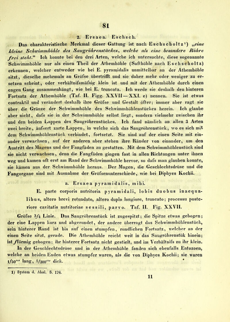 2. Ersaea. Eschsch. Das charakteristische Merkmal dieser Gattung ist nach Eschscholtz1) „eine kleine Schwimmliöhle des Saugröhrenstückes, welche als eine besondere Röhre frei steht .” Ich konnte bei den drei Arten, welche ich untersuchte, diese sogenannte Schwimmhöhle nur als einen Theil der Athemhöhle (Saffhöhle nach Eschscholtz) erkennen, welcher entweder wie bei E. pyramidalis unmittelbar an der Athemhöhle sitzt, dieselbe mehrmals an Gröfse iibertrifft und sie daher mehr oder weniger zu er- setzen scheint, oder verhältnifsmäfsig klein ist und mit der Athemhöhle durch einen engen Gang zusammenhängt, wie bei E. truncata. Ich werde sie deshalb den hinteren Fortsatz der Athemhöhle (Taf. II. Figg. XXVH— XXI. e) nennen. Sie ist etwas contraktil und verändert deshalb ihre Gröfse und Gestalt öfter; immer aber ragt sie über die Gränze der Schwimmhöhle des Schwimmhöhlenstückes herein. Ich glaube aber nicht, dafs sie in der Schwimmhöhlc selbst liegt, sondern vielmehr zwischen ihr und den beiden Lappen des Saugröhrenstückes. Ich fand nämlich an allen 3 Arten zwei breite, äufsert zarte Lappen, in welche sich das Saugröhrenstück, wo es sich mit dem Schwimmhöhlenstück verbindet, fortsetzt. Sie sind auf der einen Seite mit ein- ander verwachsen, auf der anderen aber stehen ihre Ränder von einander, um den Auslritt des Magens und der Fangfäden zu gestatten. Mit dem Schwimmhöhlenstück sind sie nicht verwachsen, denn die Fangfäden gingen fast in allen Richtungen unter ihnen weg und kamen oft erst am Rand der Schwimmhöhle hervor, so dafs man glauben konnte, sie kämen aus der Schwimmhöhle heraus. Der Magen, die Geschlechtsdrüse und die Faugorgane sind mit Ausnahme der Gröfsenunterschiede, wie bei Diphyes Kochii. a. Ersaea pyramidalis, mihi. E. parte corporis nutritoria pyramidali, lobis duobus inaequa- libus, altero brevi rotundato, altero duplo longiore, truncato; processu poste- riore cavitatis nutritoriae sessili, parvo. Taf. II. Fig. XXVII. Gröfse 3/4 Linie. Das Saugröhrenstück ist zugespitzt; die Spitze etwas gebogen; der eine Lappen kurz und abgerundet, der andere überragt das Schwimmhöhlenstück, sein hinterer Rand ist bis auf einen stumpfen, rundlichen Fortsatz, welcher an der einen Seite sitzt, gerade. Die Athemhöhle reicht wreit in das Saugröhrenstiik hinein; ist /förmig gebogen; ihr hinterer Fortsatz nicht gestielt, und im Verhältnifs zu ihr klein. In der Geschlechtsdrüse und in der Athemhöhle fanden sich ebenfalls Entozoen, welche an beiden Enden etwas stumpfer waren, als die von Diphyes Kochii; sie waren l/50' lang, I/300' dick. i) System d, Akal. S. 124. 11