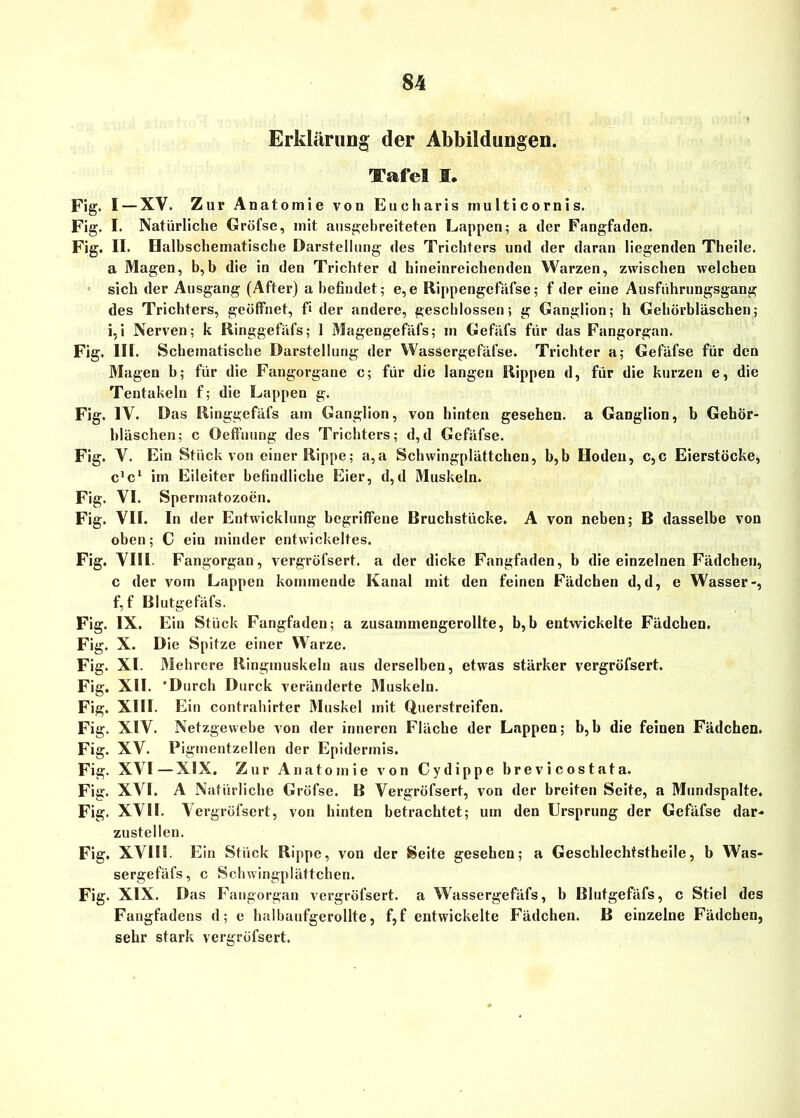 Erklärung der Abbildungen. Tafel S. Fig. I — XV. Zur Anatomie von Eueharis multicornis. Fig. I. Natürliche Gröfse, mit ausgebreiteten Lappen; a der Fangfaden. Fig. II. Oalbschematische Darstellung des Trichters und der daran liegenden Theile. a Magen, b,b die in den Trichter d hineinreichenden Warzen, zwischen welchen sich der Ausgang (After) a befindet; e,e Rippengefäfse; f der eine Ausführungsgang des Trichters, geöffnet, fi der andere, geschlossen; g Ganglion; h Gehörbläschen; i,i Nerven; k llinggefäfs; 1 Magengefäfs; m Gefäfs für das Fangorgan. Fig. III. Schematische Darstellung der Wassergefäfse. Trichter a; Gefäfse für den Magen b; für die Fangorgane c; für die langen Hippen d, für die kurzen e, die Tentakeln f; die Lappen g. Fig. IV. Das llinggefäfs am Ganglion, von hinten gesehen, a Ganglion, b Gehör- bläschen; c Oeffnung des Trichters; d,d Gefäfse. Fig. V. Ein Stück von einer Rippe; a,a Schwingplättchen, b,b Hoden, c,c Eierstöcke, c1^ im Eileiter befindliche Eier, d,d Muskeln. Fig. VI. Sperinatozoen. Fig. VII. In der Entwicklung begriffene Bruchstücke. A von neben; B dasselbe von oben; C ein minder entwickeltes. Fig. VIII. Fangorgan, vergröfsert. a der dicke Fangfaden, b die einzelnen Fädchen, c der vom Lappen kommende Kanal mit den feinen Fädchen d,d, e Wasser-, f, f Blutgefäfs. Fig. IX. Ein Stück Fangfaden; a zusammengerollte, b,b entwickelte Fädchen. Fig. X. Die Spitze einer Warze. Fig. XI. Mehrere Ringmuskeln aus derselben, etwas stärker vergröfsert. Fig. XII. 'Durch Durck veränderte Muskeln. Fig. XIII. Ein contrahirter Muskel mit Querstreifen. Fig. XIV. Netzgewebe von der inneren Fläche der Lappen; b,b die feinen Fädchen. Fig. XV. Pigmentzellen der Epidermis. Fig. XVI—XIX. Zur Anatomie von Cydippe brevicostata. Fig. XVI. A Natürliche Gröfse. B Vergröfsert, von der breiten Seite, a Mundspalte. Fig. XVII. Vergröfsert, von hinten betrachtet; um den Ursprung der Gefäfse dar- zustellcn. Fig. XVIII. Ein Stück Rippe, von der Seite gesehen; a Geschlechtstheile, b Was- sergefäfs, c Schwingplättchen. Fig. XIX. Das Fangorgan vergröfsert. a Wassergefäfs, b Blutgefäfs, c Stiel des Fangfadens d; e halbaufgerollte, f,f entwickelte Fädchen. B einzelne Fädchen, sehr stark vergröfsert.