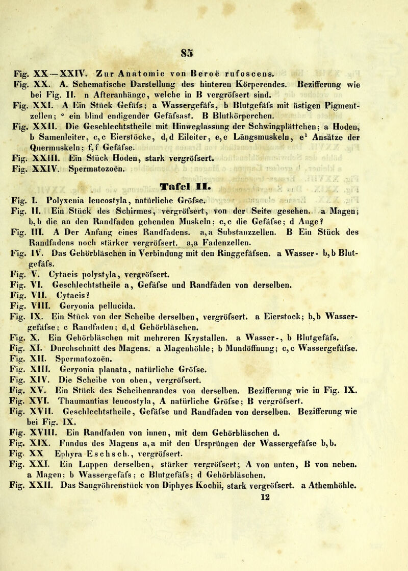 Fig. XX — XXIY. Zur Anatomie von Beroe rufoscens. Fig. XX. A. Schematische Darstellung des hinteren Körperendes. Bezifferung wie bei Fig. II. n Afteranhängc, welche in B vergröfsert sind. Fig. XXI. A Ein Stück Gefäfs; a Wassergefäfs, b Blutgefäfs mit ästigen Pigment- zcllen; * ein blind endigender Gefäfsast. B Blutkörperchen. Fig. XXII. Die Geschlechtstheile mit Hinweglassung der Schwingplättchen; a Hoden, b Samenleiter, c,c Eierstöcke, d,d Eileiter, e,e Längsmuskeln, e1 Ansätze der Quermuskeln; f,f Gefäfse. Fig. XXIII. Ein Stück Hoden, stark vergröfsert. Fig. XXIV. Spermatozoen. Tafel II. ,, Fig. I. Polyxenia leucostyla, natürliche Gröfse. Fig. II. Ein Stück des Schirmes, vergröfsert, von der Seite gesehen, a Magen; b,b die an den Randfaden gehenden Muskeln; c,c die Gefäfse; d Auge? Fig. III. A Der Anfang eines Randfadens, a, a Substanzzellen. B Ein Stück des Raudfadens noch stärker vergröfsert. a,a Fadenzellen. Fig. IV. Das Gehörhläschen in Verbindung mit den Ringgefäfsen. a Wasser- b,b Blut- gefäfs. Fig. V. Cytaeis polystyla, vergröfsert. Fig. VI. Geschlechtstheile a, Gefäfse und Randfäden von derselben. Fig. VII. Cytaeis? Fig. VIII. Geryonia pellucida. Fig. IX. Ein Stück von der Scheibe derselben, vergröfsert. a Eierstock; b,b Wasser- gefäfse; c Randfaden; d,d Gehörbläschen. Fig. X. Ein Gehörbläschen mit mehreren Krystallen. a Wasser-, b Blutgefäfs. Fig. XI. Durchschnitt des Magens, a Magenhöhle; b Mundöffnung; c,c Wassergefäfse. Fig. XII. Spermatozoen. Fig. XIII. Geryonia planata, natürliche Gröfse. Fig. XIV. Die Scheibe von oben, vergröfsert. Fig. XV. Ein Stück des Scheibenrandes von derselben. Bezifferung wie in Fig. IX. Fig. XVI. Thaumantias leucostyla, A natürliche Gröfse; B vergröfsert. Fig. XVII. Geschlechtstheile, Gefäfse und Randfaden von derselben. Bezifferung wie bei Fig. IX. Fig. XVIII. Ein Randfaden von innen, mit dem Gehörbläschen d. Fig. XIX. Fundus des Magens a, a mit den Ursprüngen der Wassergefäfse b, b. Fig. XX Ephyra E s c h s c h., vergröfsert. Fig. XXI. Ein Lappen derselben, stärker vergröfsert; A von unten, B von neben, a Magen; b Wassergefäfs; c Blutgefäfs; d Gehörbläschen. Fig. XXII. Das Saugröhrenstück von Diphyes Kochii, stark vergröfsert. a Athemhöhle. 12