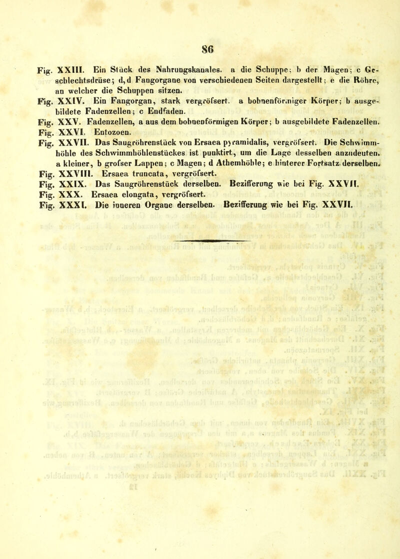 Fig. XXIII. Ein Stück des Nahrungskanales. a die Schuppe; b der Magen; c Ge- schlechtsdrüse; d,d Fangorgane von verschiedenen Seiten dargestellt; e die Röhre, an welcher die Schuppen sitzen. Fig. XXIV. Ein Fangorgan, stark vergröfsert. a bobnenför.niger Körper; b ausge- bildete Fadenzellen; c Endfaden. Fig. XXV. Fadenzellen, a aus dem bohnenförmigen Körper; b ausgebildete Fadenzellen. Fig. XXVI. Entozoen. Fig. XXVII. Das Saugröhrenstück von Ersaca pyramidalis, vergröfsert. Die Schwimm- höhle des Schwimmhöhlenstückes ist punktirt, um die Lage desselben anzudeuten, a kleiner, b grofser Lappen; c Magen; d Athemhöble; e hinterer Fortsatz.derselben. Fig. XXVIII. Ersaea truncata, vergröfsert. Fig. XXIX. Das Saugröhrenstück derselben. Bezifferung wie bei Fig. XXVII. Fig. XXX. Ersaea elongata, vergröfsert. Fig. XXXI. Die inneren Organe derselben. Bezifferung wie bei Fig. XXVII.