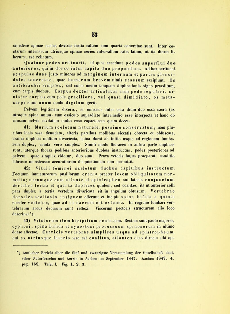 sinistrae spinae costas dextras tertia saltem cum quarta concretae sunt. Inter co- starum inlernarum ulriusque spinae series intervallum salis latum, ut ita dicam li- berum; est relictum. Quatuor pedes ordinarii, ad quos accedunt pedes superflui duo anteriores, quiin dorso inter capita duo propendent. Ad hos pertinent scapulae duae justo minores ad marginem internum et partes glenoi- dales concretae, quae bum er um brevem nimis crassum excipiunt. Os antibrachii simplex, sed sulco medio tanquam duplicationis signo praeditum, cum carpis duobus. Carpus dexter articulatur cum pederegulari, si- nister carpus cum pede graciliore, vel quasi dimidiato, os meta- carpi enim unum modo digitum gerit. Pelvem legilimam dixeris, si omiseris inter ossa ilium duo ossa sacra (ex utraque spina unum) cum ossiculo supradicto intermedio esse interjecta et hanc ob causam pelvis caviLatem multo esse capaciorem quam decet. 41) Murium sceletum naturale, pessime conservatum; nam plu- ribus locis ossa denudata, alteris partibus mollibus siccatis obtecta et obfuscata, crania duplicia multum divaricata, spina dorsi ab initio usque ad regionem lumba- rem duplex, cauda vero simplex. Simili modo thoraces in antica parte duplices sunt, uterque thorax pedibus anterioribus duobus instructus, pedes posteriores ad pelvem, quae simplex videtur, duo sunt. Prava veteris hujus praeparati conditio fabricae monstrosae accuratiorem disquisitionem non permittit. 42) Vituli feminei sceletum duobus capitibus instructum. Foetuum immaturorum pusillorum crania praeter levem obliquitatem nor- malia; utrumque cum atlante et epistropheo sui lateris conjunctum, vlertebra tertia et quarta duplices quidem, sed coalitae, ita ut anterior colli pars duplex a tertia vertebra divaricata sit in angulum obtusum. Vertebrae dorsales scoliosin insignem offerunt et incipit spina bifida a quinta circiter vertebra, quae ad os sacrum est extensa. In regione lumbari ver- tebrarum arcus deorsum sunt reflexi. Viscerum pectoris structuram alio loco descripsi *). 43) Vitulorum item bicipitium sceletum. Bestiae sunt paulo majores, cvphosi, spina bifida et synostosi processuum spinosorum in ultimo dorso atlectae. Cervicis vertebrae simplices usque ad epistropheum, qui ex utriusque lateris osse est coalitus, atlantes duo directe sibi op- *) Amtlicher Bericht über die fünf und zwanzigste Versammlung der Gesellschaft deut- scher Naturforscher und Aerzte in Aachen nn September 1847. Aachen 1849. 4. pag. 168. Tafel I. Fig. 1. 2. 3.