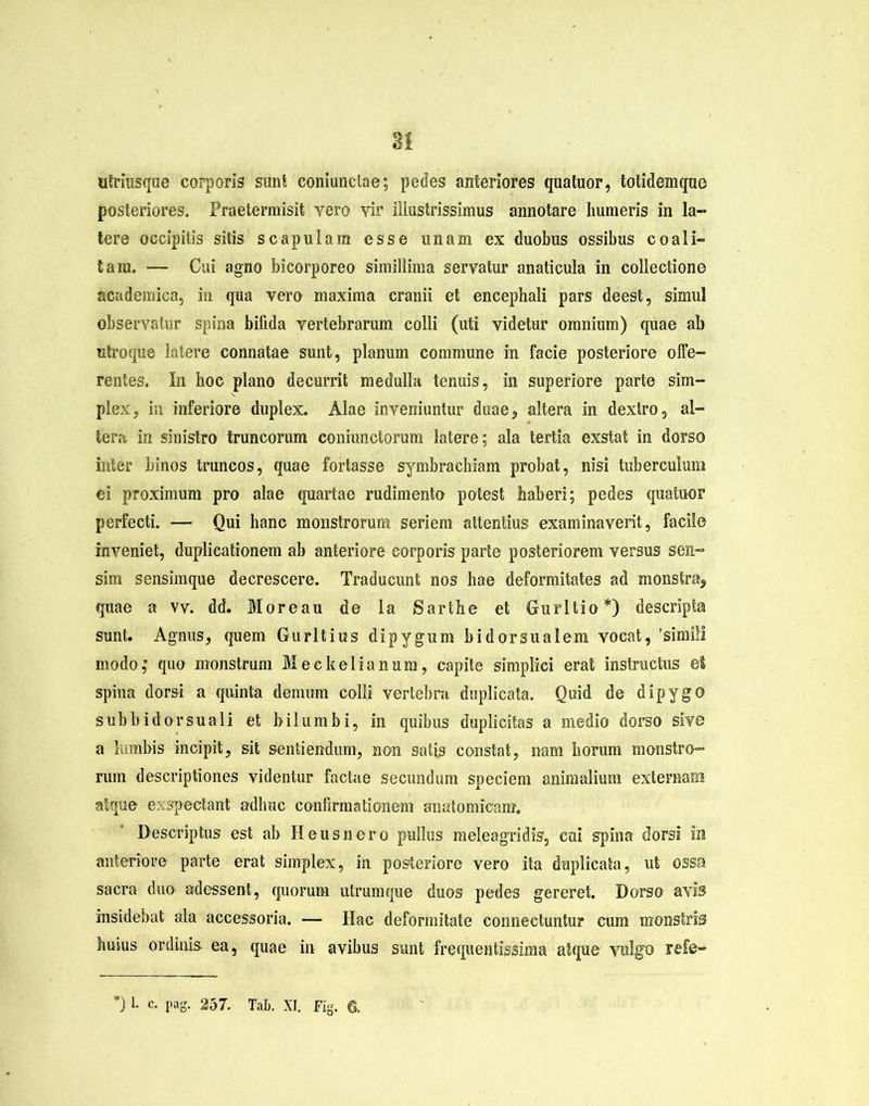 utritisque corporis sunt coniunclae; pedes anteriores quatuor, totidemquo posteriores. Praetermisit yero vir illustrissimus annotare humeris in la- tere occipitis sitis scapulam esse unam ex duobus ossibus coali- tam. — Cui agno bicorporeo simillima servatur anaticula in collectione academica, in qua yero maxima cranii et encephali pars deest, simul observatur spina bifida vertebrarum colli (uti videtur omnium) quae ab utroque latere connatae sunt, planum commune in facie posteriore offe- rentes. In hoc plano decurrit medulla tenuis, in superiore parte sim- plex, in inferiore duplex. Alae inveniuntur duae, altera in dextro, al- tera in sinistro truncorum commictorum latere; ala tertia exstat in dorso inter binos truncos, quae fortasse symbrachiam probat, nisi tuberculum ei proximum pro alae quartae rudimento potest haberi; pedes quatuor perfecti. — Qui hanc monstrorum seriem attentius examinaverit, facile inveniet, duplicationem ab anteriore corporis parte posteriorem versus sen- sim sensimque decrescere. Traducunt nos hae deformitates ad monstra, quae a vv. dd. Moreau de ia Sartbe et Gurltio*) descripta snnt. Agnus, quem Gurltius dipygum bidorsualem vocat, 'simili modo,* quo monstrum Meckelianum, capite simplici erat instructus et spina dorsi a quinta demum colli vertebra duplicata. Quid de dipygo subb i dorsuali et bilumbi, in quibus duplicitas a medio dorso sive a lumbis incipit, sit sentiendum, non satis constat, nam horum monstro- rum descriptiones videntur factae secundum speciem animalium externam atque exspectant adlrac confirmationem anatomicam. Descriptus est ab Heus nero pullus meleagridis, cui spina dorsi in anteriore parte erat simplex, in posteriore vero ita duplicata, ut ossa sacra duo adessent, cpiorum utrumque duos pedes gereret. Dorso avis insidebat ala accessoria. — Hac deformitate connectuntur cum monstris huius ordinis ea, quae in avibus sunt frequentissima atque vulgo refe- ’) L c. pag. 257. Tai». XI. Fig. 6.