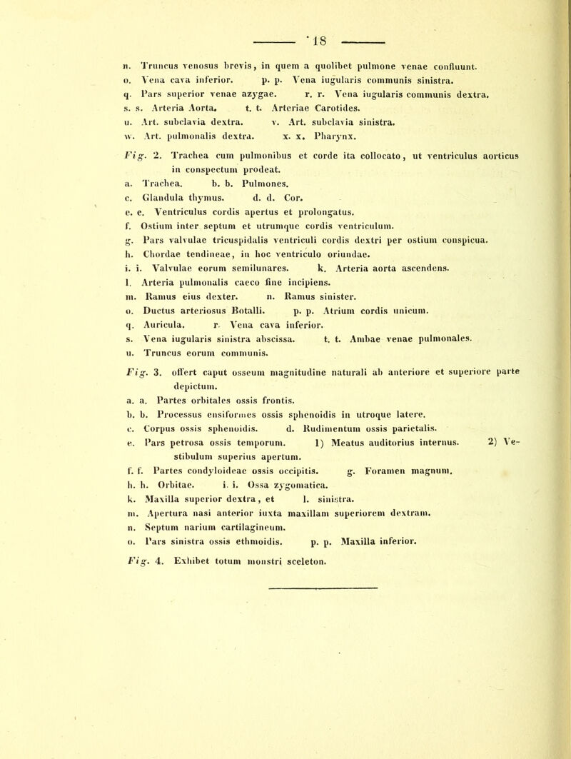 n. Truncus venosus brevis, in quem a quolibet pulmone venae confluunt. o. Vena cava inferior. p. p. Vena iugularis communis sinistra. q. Pars superior venae azygae. r. r. Vena iugularis communis dextra, s. s. Arteria Aorta. t. t. Arteriae Carotides, u. Art. subclavia dextra. v. Art. subclavia sinistra, xv. Art. pulmonalis dextra. x. x. Pharynx. Fig. 2. Trachea cum pulmonibus et corde ita collocato, ut ventriculus aorticus in conspectum prodeat, a. Trachea. b. b. Pulmones, c. Glandula thymus. d. d. Cor. e. e. Ventriculus cordis apertus et prolongatus. f. Ostium inter septum et utrumque cordis ventriculum. g. Pars valvulae tricuspidalis ventriculi cordis dextri per ostium conspicua. h. Chordae tendineae, in hoc ventriculo oriundae. i. i. Valvulae eorum semilunares. k. Arteria aorta ascendens. l. Arteria pulmonalis caeco line incipiens. m. Ramus eius dexter. n. Ramus sinister. o. Ductus arteriosus Botalli. p. p. Atrium cordis unicum, q. Auricula. r. Vena cava inferior. s. Vena iugularis sinistra abscissa. t. t. Ambae venae pulmonales. и. Truncus eorum communis. Fig. 3. offert caput osseum magnitudine naturali ab anteriore et superiore parte depictum. a. a. Partes orbitales ossis frontis. b. b. Processus ensiformes ossis sphenoidis in utroque latere. c. Corpus ossis sphenoidis. d. Rudimentum ossis parietalis. e. Pars petrosa ossis temporum. 1) Meatus auditorius internus. 2) Ve- stibulum superius apertum. f. f. Partes condyloideae ossis occipitis. g. Foramen magnum, h. h. Orbitae. i. i. Ossa zygomatica. к. Maxilla superior dextra, et 1. sinistra. ni. Apertura nasi anterior iuxta maxillam superiorem dextram. n. Septum narium cartilagineum. o. Pars sinistra ossis ethmoidis. p. p. Maxilla inferior. Fig. 4. Exhibet totum monstri sceleton.