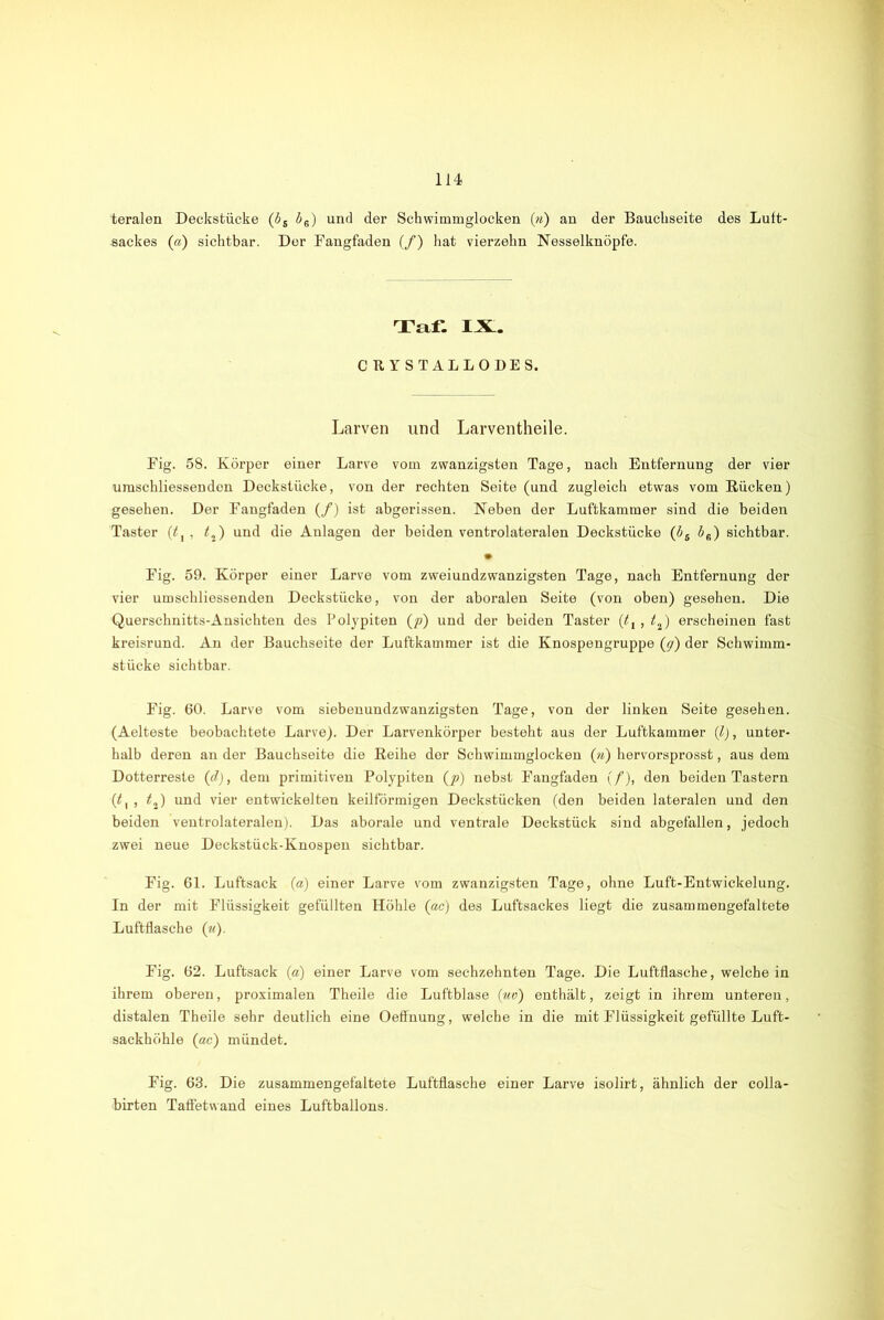 teralen Deckstücke (bs b6) und der Schwimmglocken (n) an der Bauchseite des Luft- sackes (a) sichtbar. Der Fangfaden (/) hat vierzehn Nesselknöpfe. Taf. IX. CRYSTALLODES. Larven und Larventheile. Fig. 58. Körper einer Larve vom zwanzigsten Tage, nach Entfernung der vier umschliessendon Decksliicke, von der rechten Seite (und zugleich etwas vom Kücken) gesehen. Der Fangfaden (/) ist abgerissen. Neben der Luftkammer sind die beiden Taster (tf, , 12) und die Anlagen der beiden ventrolateralen Deckstücke (6S öfi) sichtbar. • Fig. 59. Körper einer Larve vom zweiundzwanzigsten Tage, nach Entfernung der vier umschliessenden Deckstücke, von der aboralen Seite (von oben) gesehen. Die Querschnitts-Ansichten des Polypiten (p) und der beiden Taster (tl, 12) erscheinen fast kreisrund. An der Bauchseite der Luftkammer ist die Knospengruppe (g) der Schwimm- stücke sichtbar. Fig. 60. Larve vom siebenundzwanzigsten Tage, von der linken Seite gesehen. (Aelteste beobachtete Larve). Der Larvenkörper besteht aus der Luftkammer (l), unter- halb deren an der Bauchseite die Reihe der Schwimmglocken (n) hervorsprosst, aus dem Dotterreste (d), dem primitiven Polypiten (p) nebst Fangfaden (/), den beiden Tastern (tx , t2) und vier entwickelten keilförmigen Deckstücken (den beiden lateralen und den beiden ventrolateralen). Das aborale und ventrale Deckstück sind abgefallen, jedoch zwei neue Deckstück-Knospen sichtbar. Fig. 61. Luftsack (a) einer Larve vom zwanzigsten Tage, ohne Luft-Entwickelung. In der mit Flüssigkeit gefüllten Höhle (ac) des Luftsackes liegt die zusammengefaltete Luftflasche (u). Fig. 62. Luftsack («) einer Larve vom sechzehnten Tage. Die Luftflasche, welche in ihrem oberen, proximalen Theile die Luftblase [ud) enthält, zeigt in ihrem unteren, distalen Theile sehr deutlich eine Oeffnung, welche in die mit Flüssigkeit gefüllte Luft- sackhöhle (ac) mündet. Fig. 63. Die zusammengefaltete Luftflasche einer Larve isolirt, ähnlich der colla- birten Tafietwand eines Luftballons.