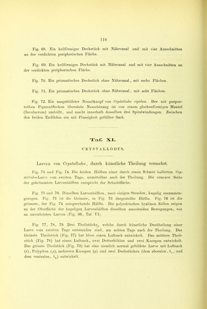 Fig. 68. Ein keilförmiges Decksfcück mit Nährcanal und mit vier Ausschnitten an der verdickten peripherischen Fläche. Fig. 69. Ein keilförmiges Deckstück mit Nährcanal und mit vier Ausschnitten an der verdickten peripherischen Fläche. Fig. 70. Ein prismatisches Deckstück ohne Nährcanal, mit sechs Flächen. Fig. 71. Ein prismatisches Deckstück ohne Nährcanal, mit acht Flächen. Fig. 72. Ein ausgebildeter Nesselknopf von örystallodes rigidum. Der mit purpur - rothen Pigmentflecken ühersäete Nesselstrang ist von einem glockenförmigen Mantel (Involucrum) umhüllt, und macht innerhalb desselben drei Spiralwindungen. Zwischen den beiden Endfäden ein mit Flüssigkeit gefüllter Sack. Taf. XL CRYSTALLODES. Larven von Crystallodes, durch künstliche Theilung vermehrt. Fig. 73 und Fig. 74. Die beiden Hälften einer durch einen Schnitt halbirten Cry- stallodes-Larve vom zweiten Tage, unmittelbar nach der Theilung. Die concave Seite der gekrümmten Larvenhälften entspricht der Schnittfläche. Fig. 75 und 76. Dieselben Larvenhälften, nach einigen Stunden, kugelig zusammen- gezogen. Fig. 75 ist die kleinere, in Fig. 73 dargestellte Hälfte. Fig. 76 ist die grössere, der Fig. 74 entsprechende Hälfte. Die polyedrischen hyalinen Zellen zeigen an der Oberfläche der kugeligen Larvenhälften dieselben amoeboiden Bewegungen, wie an unverletzten Larven (Fig. 36, Taf. YI). Fig. 77, 78, 79. Drei Theilstücke_, welche durch künstliche Dreitheilung einer Larve vom zweiten Tage entstanden sind, am achten Tage nach der Theilung. Das kleinste Theilstück (Fig. 77) hat bloss einen Luftsack entwickelt. Das mittlere Theil- stück (Fig. 78) hat einen Luftsack, zwei Dotterhöhlen und zwei Knospen entwickelt. Das grösste Theilstück (Fig. 79) hat eine ziemlich normal gebildete Larve mit Luftsack (a), Polypiten (p), mehreren Knospen (g) und zwei Deckstücken (dem aboralen, 5, , und dem ventralen, 62) entwickelt.