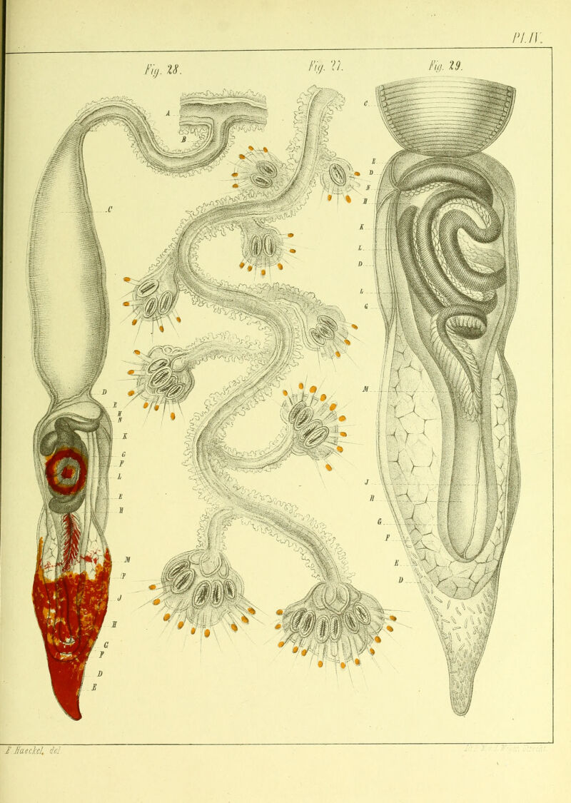 J. Meckel, del