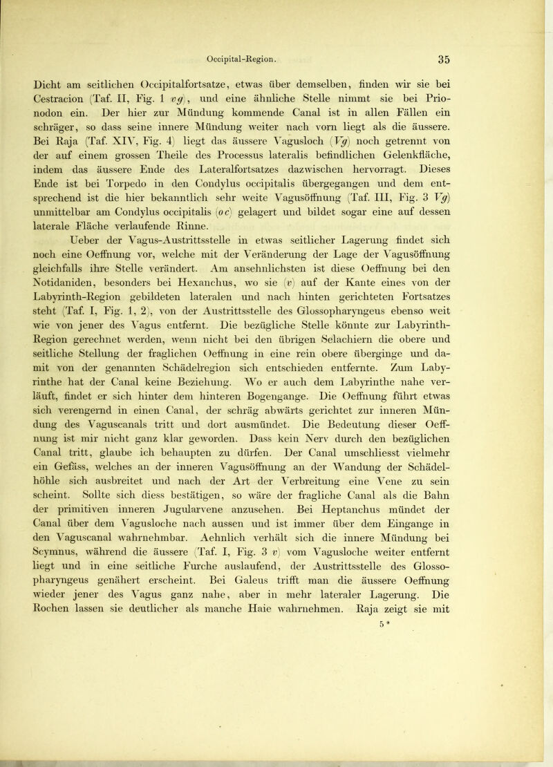 Dicht am seitlichen Occipitalfortsatze, etwas über demselben, finden wir sie bei Cestracion (Taf. II, Fig. 1 vg), und eine ähnliche Stelle nimmt sie bei Prio- nodon ein. Der hier zur Mündung kommende Canal ist in allen Fällen ein schräger, so dass seine innere Mündung weiter nach vorn liegt als die äussere. Bei Kaja (Taf. XIV, Fig. 4) liegt das äussere Vagusloch (Vg) noch getrennt von der auf einem grossen Theile des Processus lateralis befindlichen Gelenkfläche, indem das äussere Ende des Lateralfortsatzes dazwischen hervorragt. Dieses Ende ist bei Torpedo in den Condylus occipitalis übergegangen und dem ent- sprechend ist die hier bekanntlich sehr weite Vagusöffnung (Taf. III, Fig. 3 Vg) unmittelbar am Condylus occipitalis (oc) gelagert und bildet sogar eine auf dessen laterale Fläche verlaufende Rinne. Ueber der Vagus-Austrittsstelle in etwas seitlicher Lagerung findet sich noch eine Oeffnung vor, welche mit der Veränderung der Lage der Vagusöffnung gleichfalls ihre Stelle verändert. Am ansehnlichsten ist diese Oeflnung bei den Notidaniden, besonders bei Hexanchus, wo sie (v) auf der Kante eines von der Labyrinth-Region gebildeten lateralen und nach hinten gerichteten Fortsatzes steht (Taf. I, Fig. 1, 2), von der Austrittsstelle des Glossopharyngeus ebenso weit wie von jener des Vagus entfernt. Die bezügliche Stelle könnte zur Labyrinth- Region gerechnet werden, wenn nicht hei den übrigen Selachiern die obere und seitliche Stellung der fraglichen Oeffnung in eine rein obere überginge und da- mit von der genannten Schädelregion sich entschieden entfernte. Zum Laby- rinthe hat der Canal keine Beziehung. Wo er auch dem Labyrinthe nahe ver- läuft, findet er sich hinter dem hinteren Bogengänge. Die Oeffnung führt etwas sich verengernd in einen Canal, der schräg abwärts gerichtet zur inneren Mün- dung des Vaguscanals tritt und dort ausmündet. Die Bedeutung dieser Oeff- nung ist mir nicht ganz klar geworden. Dass kein Nerv durch den bezüglichen Canal tritt, glaube ich behaupten zu dürfen. Der Canal umschliesst vielmehr ein Gefäss, welches an der inneren Vagusöffnung an der Wandung der Schädel- höhle sich ausbreitet und nach der Art der Verbreitung eine Vene zu sein scheint. Sollte sich diess bestätigen, so wäre der fragliche Canal als die Bahn der primitiven inneren Jugularvene anzusehen. Bei Heptanchus mündet der Canal über dem Vagusloche nach aussen und ist immer über dem Eingänge in den Vaguscanal wahrnehmbar. Aehnlich verhält sich die innere Mündung bei Scymnus, während die äussere (Taf. I, Fig. 3 v) vom Vagusloche weiter entfernt liegt und in eine seitliche Furche auslaufend, der Austrittsstelle des Glosso- pharyngeus genähert erscheint. Bei Galeus trifft man die äussere Oeffnung wieder jener des Vagus ganz nahe, aber in mehr lateraler Lagerung. Die Rochen lassen sie deutlicher als manche Haie wahrnehmen. Raja zeigt sie mit 5 *