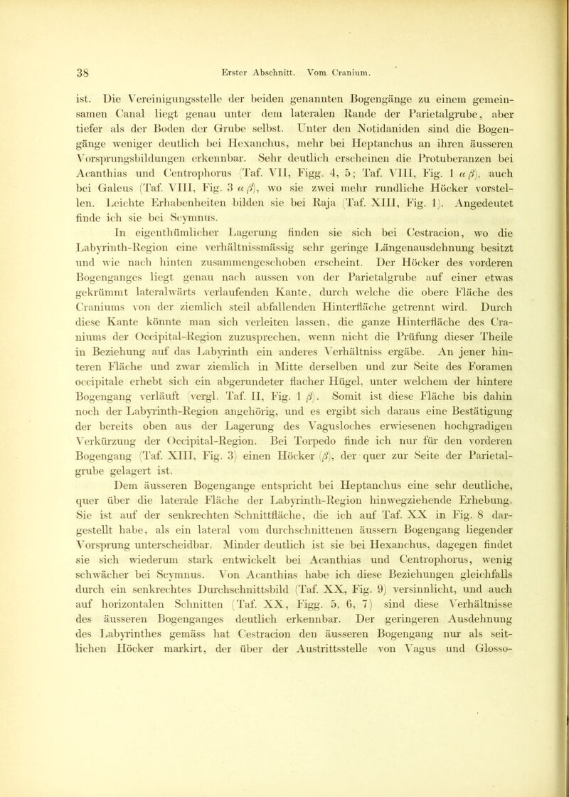 ist. Die Vereinigungsstelle der beiden genannten Bogengänge zu einem gemein- samen Canal liegt genau unter dem lateralen Bande der Parietalgrube, aber tiefer als der Boden der Grube selbst. Unter den Notidaniden sind die Bogen- gänge weniger deutlich bei Hexanchus, mehr bei Heptanchus an ihren äusseren Vorsprungsbildungen erkennbar. Sehr deutlich erscheinen die Protuberanzen bei Acanthias und Centrophorus (Taf. VII, Figg. 4, 5; Taf. VIII, Fig. 1 a ß), auch bei Galeus (Taf. VIII, Fig. 3 aß), wo sie zwei mehr rundliche Höcker vorstel- len. Leichte Erhabenheiten bilden sie bei Baja (Taf. XIII, Fig. 1). Angedeutet finde ich sie bei Scymnus. In eigenthümlicher Lagerung finden sie sich bei Cestracion, wo die Labyrinth-Begion eine verhältnissmässig sehr geringe Längenausdehnung besitzt und wie nach hinten zusammengeschoben erscheint. Der Höcker des vorderen Bogenganges liegt genau nach aussen von der Parietalgrube auf einer etwas gekrümmt lateralwärts verlaufenden Kante, durch welche die obere Fläche des Craniums von der ziemlich steil abfallenden Hinterfläche getrennt wird. Durch diese Kante könnte man sich verleiten lassen, die ganze Hinterfläche des Cra- niums der Occipital-Begion zuzusprechen, wenn nicht die Prüfung dieser Theile in Beziehung auf das Labyrinth ein anderes Verhältniss ergäbe. An jener hin- teren Fläche und zwar ziemlich in Mitte derselben und zur Seite des Foramen occipitale erhebt sich ein abgerundeter flacher Hügel, unter welchem der hintere Bogengang verläuft (vergl. Taf. II, Fig. 1 ß). Somit ist diese Fläche bis dahin noch der Labyrinth-Begion angehörig, und es ergibt sich daraus eine Bestätigung der bereits oben aus der Lagerung des Vagusloches erwiesenen hochgradigen Verkürzung der Occipital-Begion. Bei Torpedo finde ich nur für den vorderen Bogengang (Taf. XIII, Fig. 3) einen Höcker (ß), der quer zur Seite der Parietal- grube gelagert ist. Dem äusseren Bogengänge entspricht bei Heptanchus eine sehr deutliche, quer über die laterale Fläche der Labyrinth-Begion hinwegziehende Erhebung. Sie ist auf der senkrechten Schnittfläche, die ich auf Taf. XX in Fig. 8 dar- gestellt habe, als ein lateral vom durchschnittenen äussern Bogengang liegender Vorsprung unterscheidbar. Minder deutlich ist sie bei Hexanchus, dagegen findet sie sich wiederum stark entwickelt bei Acanthias und Centrophorus, wenig schwächer bei Scymnus. Von Acanthias habe ich diese Beziehungen gleichfalls durch ein senkrechtes Durchschnittsbild (Taf. XX, Fig. 9) versinnlicht, und auch auf horizontalen Schnitten (Taf. XX, Figg. 5, 6, 7) sind diese Verhältnisse des äusseren Bogenganges deutlich erkennbar. Der geringeren Ausdehnung tles Labyrinthes gemäss hat Cestracion den äusseren Bogengang nur als seit- lichen Höcker markirt, der über der Austrittsstelle von Vagus und Glosso-