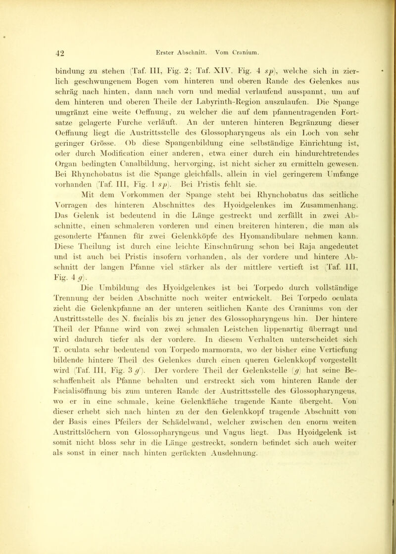 bindung zu stehen (Taf. III, Fig. 2; Taf. XIV, Fig. 4 sp), welche sich in zier- lich geschwungenem Bogen vom hinteren und oberen Rande des Gelenkes aus schräg nach hinten, dann nach vorn und medial verlaufend ausspannt, um auf dem hinteren und oberen Theile der Labyrinth-Region auszulaufen. Die Spange umgränzt eine weite Oeffnung, zu welcher die auf dem pfannentragenden Fort- satze gelagerte Furche verläuft. An der unteren hinteren Begränzung dieser Oeffnung liegt die Austrittsstelle des Glossopharyngeus als ein Loch von sehr geringer Grösse. Ob diese Spangenbildung' eine selbständige Einrichtung ist, oder durch Modification einer anderen, etwa einer durch ein hindurchtretendes Organ bedingten Canalbildung, hervorging, ist nicht sicher zu ermitteln gewesen. Bei Rhynchobatus ist die Spange gleichfalls, allein in viel geringerem LTmfange vorhanden (Taf. III, Fig. I sp). Bei Pristis fehlt sie. Mit dem Vorkommen der Spange steht bei Rhynchobatus das seitliche Vorragen des hinteren Abschnittes des Hyoidgelenkes im Zusammenhang. Das Gelenk ist bedeutend in die Länge gestreckt und zerfällt in zwei Ab- schnitte, einen schmaleren vorderen und einen breiteren hinteren, die man als gesonderte Pfannen für zwei Gelenkköpfe des Hyomandibulare nehmen kann. Diese Theilung ist durch eine leichte Einschnürung schon bei Raja angedeutet und ist auch bei Pristis insofern vorhanden, als der vordere und hintere Ab- schnitt der langen Pfanne viel stärker als der mittlere vertieft ist (Taf. III, Fig. 4 g). Die Umbildung des Hyoidgelenkes ist bei Torpedo durch vollständige Trennung der beiden Abschnitte noch weiter entwickelt. Bei Torpedo oculata zieht die Gelenkpfanne an der unteren seitlichen Kante des Craniums von der Austrittsstelle des N. facialis bis zu jener des Glossopharyngeus hin. Der hintere Theil der Pfanne wird von zwei schmalen Leistchen lippenartig überragt und wird dadurch tiefer als der vordere. In diesem Verhalten unterscheidet sich T. oculata sehr bedeutend von Torpedo marmorata, wo der bisher eine Vertiefung bildende hintere Theil des Gelenkes durch einen queren Gelenkkopf vorgestellt wird (Taf. III, Fig. 3 g). Der vordere Theil der Gelenkstelle (g) hat seine Be- schaffenheit als Pfanne behalten und erstreckt sich vom hinteren Rande der Facialisöffnung bis zum unteren Rande der Austrittsstelle des Glossopharyngeus, wo er in eine schmale, keine Gelenkfläche tragende Kante übergeht. Von dieser erhebt sich nach hinten zu der den Gelenkkopf tragende Abschnitt von der Basis eines Pfeilers der Schädel wand, welcher zwischen den enorm weiten Austrittslöchern von Glossopharyngeus und Vagus liegt. Das Hyoidgelenk ist somit nicht bloss sehr in die Länge gestreckt, sondern befindet sich auch weiter als sonst in einer nach hinten gerückten Ausdehnung.