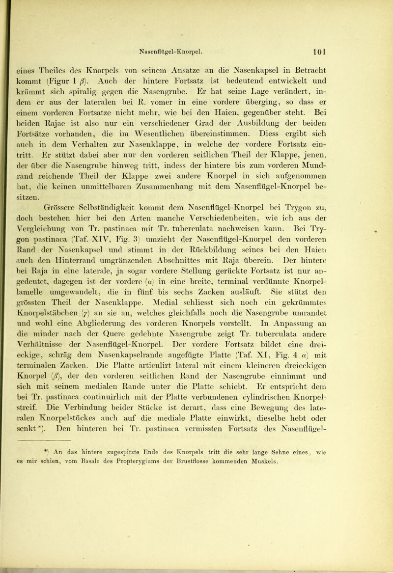 eines Theiles des Knorpels von seinem Ansätze an die Nasenkapsel in Betracht kommt (Figur 1 ß). Auch der hintere Fortsatz ist bedeutend entwickelt und krümmt sich spiralig gegen die Nasengrube. Er hat seine Lage verändert, in- dem er aus der lateralen bei R. vomer in eine vordere überging, so dass er einem vorderen Fortsatze nicht mehr, wie bei den Haien, gegenüber steht. Bei beiden Rajae ist also nur ein verschiedener Grad der Ausbildung der beiden Fortsätze vorhanden, die im Wesentlichen übereinstimmen. Diess ergibt sich auch in dem Verhalten zur Nasenklappe, in welche der vordere Fortsatz ein- tritt. Er stützt dabei aber nur den vorderen seitlichen Theil der Klappe, jenen, der über die Nasengrube hinweg tritt, indess der hintere bis zum vorderen Mund- rand reichende Theil der Klappe zwei andere Knorpel in sich aufgenommen hat, die keinen unmittelbaren Zusammenhang mit dem Nasenflügel-Knorpel be- sitzen. Grössere Selbständigkeit kommt dem Nasenflügel-Knorpel bei Trygon zu, doch bestehen hier bei den Arten manche Verschiedenheiten, wie ich aus der Vergleichung von Tr. pastinaca mit Tr. tuberculata nach weisen kann. Bei Try- gon pastinaca (Taf. XIV, Fig. 3) umzieht der Nasenflügel-Knorpel den vorderen Rand der Nasenkapsel und stimmt in der Rückbildung seines bei den Haien auch den Hinterrand umgränzenden Abschnittes mit Raja überein. Der hintere bei Raja in eine laterale, ja sogar vordere Stellung gerückte Fortsatz ist nur an- gedeutet, dagegen ist der vordere («) in eine breite, terminal verdünnte Knorpel- lamelle umgewandelt, die in fünf bis sechs Zacken ausläuft. Sie stützt den grössten Theil der Nasenklappe. Medial schliesst sich noch ein gekrümmtes Knorpelstäbchen (y) an sie an, welches gleichfalls noch die Nasengrube umrandet und wohl eine Abgliederung des vorderen Knorpels vorstellt. In Anpassung an die minder nach der Quere gedehnte Nasengrube zeigt Tr. tuberculata andere Verhältnisse der Nasenflügel-Knorpel. Der vordere Fortsatz bildet eine drei- eckige , schräg dem Nasenkapselrande angefügte Platte (Taf. XI, Fig. 4 a) mit terminalen Zacken. Die Platte articulirt lateral mit einem kleineren dreieckigen Knorpel (ß), der den vorderen seitlichen Rand der Nasengrube einnimmt und sich mit seinem medialen Rande unter die Platte schiebt. Er entspricht dem bei Tr. pastinaca continuirlich mit der Platte verbundenen cylindrischen Knorpel- streif. Die Verbindung beider Stücke ist derart, dass eine Bewegung des late- ralen Knorpelstückes auch auf die mediale Platte ein wirkt, dieselbe hebt oder senkt*). Den hinteren bei Tr. pastinaca vermissten Fortsatz des Nasenflügel- *) An das hintere zugespitzte Ende des Knorpels tritt die sehr lange Sehne eines, wie es mir schien, vom Basale des Propterygiums der Brustflosse kommenden Muskels.