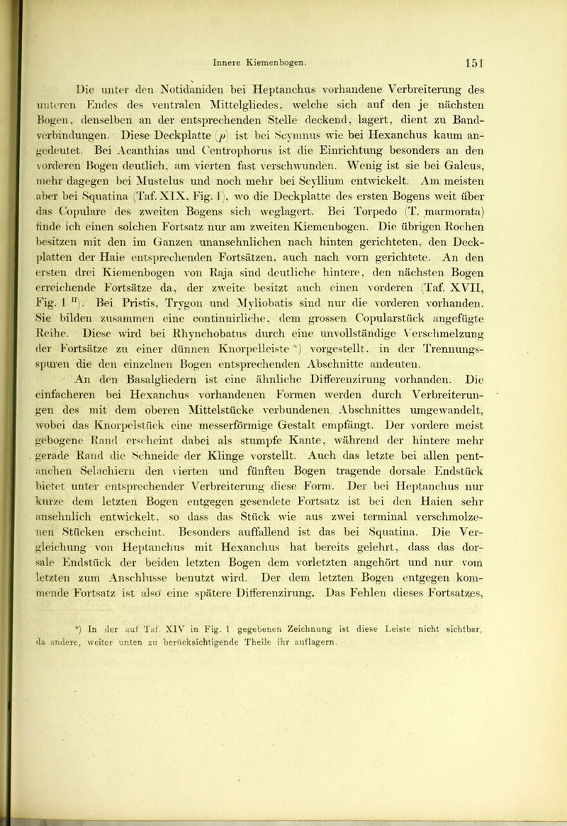 Die unter den Notidaniden bei Heptanchus vorhandene Verbreiterung des unteren Endes des ventralen Mittelgliedes, welche sich auf den je nächsten Bogen, denselben an der entsprechenden Stelle deckend, lagert, dient zu Band- verbindungen. Diese Deckplatte (p) ist bei Scymnus wie bei Hexanchus kaum an- gedeutet. Bei Acanthias und Centrophorus ist die Einrichtung besonders an den vorderen Bogen deutlich, am vierten fast verschwunden. Wenig ist sie bei Galeus, mehr dagegen bei Mustelus und noch mehr bei Scyllium entwickelt. Am meisten aber bei Squatina (Taf. XIX, Fig. 1), wo die Deckplatte des ersten Bogens weit über das Copulare des zweiten Bogens sich weglagert. Bei Torpedo (T. marmorata) finde ich einen solchen Fortsatz nur am zweiten Kiemenbogen. Die übrigen Rochen besitzen mit den im Ganzen unansehnlichen nach hinten gerichteten, den Deck- platten der Haie entsprechenden Fortsätzen, auch nach vorn gerichtete. An den ersten drei Kiemenbogen von Raja sind deutliche hintere, den nächsten Bogen erreichende Fortsätze da, der zweite besitzt auch einen vorderen (Taf. XVII, Fig. 1 n). Bei Pristis, Trygon und Myliobatis sind nur die vorderen vorhanden. Sie bilden zusammen eine continuirliche, dem grossen C’opularstück angefügte Reihe. Diese wird bei Rhynchobatus durch eine unvollständige Verschmelzung der Fortsätze zu einer dünnen Knorpelleiste *) vorgestellt, in der Trennungs- spuren die den einzelnen Bogen entsprechenden Abschnitte andeuten. An den Basalgliedern ist eine ähnliche Differenzirung vorhanden. Die einfacheren bei Hexanchus vorhandenen Formen werden durch Verbreiterun- gen des mit dem oberen Mittelstücke verbundenen Abschnittes umgewandelt, wobei das Knorpelstück eine messerförmige Gestalt empfängt. Der vordere meist gebogene Rand erscheint dabei als stumpfe Kante, während der hintere mehr gerade Rand die Schneide der Klinge vorstellt. Auch das letzte bei allen pent- anchen Selachiern den vierten und fünften Bogen tragende dorsale Endstück bietet unter entsprechender Verbreiterung diese Form. Der bei Heptanchus nur kurze dem letzten Bogen entgegen gesendete Fortsatz ist bei den Haien sehr ansehnlich entwickelt, so dass das Stück wie aus zwei terminal verschmolze- nen Stücken erscheint. Besonders auffallend ist das bei Squatina. Die Ver- gleichung von Heptanchus mit Hexanchus hat bereits gelehrt, dass das dor- sale Endstück der beiden letzten Bogen dem vorletzten angehört und nur vom letzten zum Anschlüsse benutzt wird. Der dem letzten Bogen entgegen kom- mende Fortsatz ist alsö eine spätere Differenzirung. Das Fehlen dieses Fortsatzes, *) In der auf Taf. XIV in Fig. 1 gegebenen Zeichnung ist diese Leiste nicht sichtbar, da andere, weiter unten zu berücksichtigende Theile ihr auflagern.