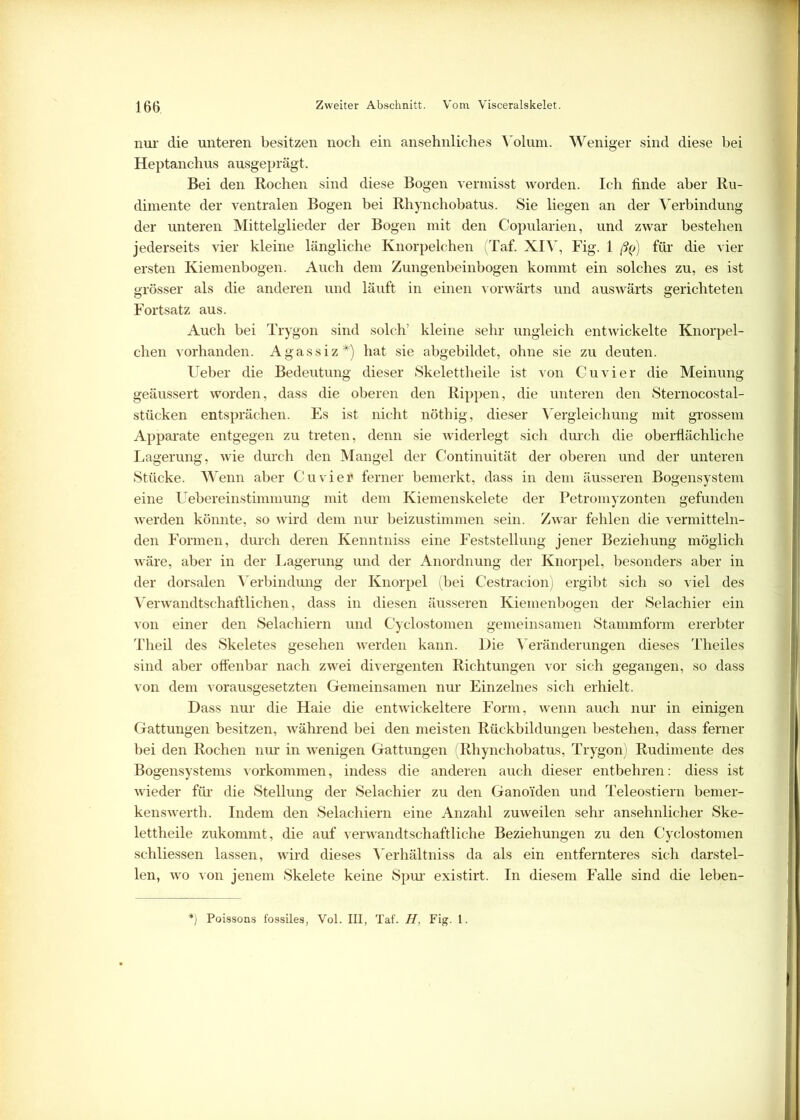 nur die unteren besitzen noch ein ansehnliches Volum. Weniger sind diese bei Heptanchus ausgeprägt. Bei den Rochen sind diese Bogen vermisst worden. Ich finde aber Ru- dimente der ventralen Bogen bei Rhynchobatus. Sie liegen an der Verbindung der unteren Mittelglieder der Bogen mit den Copularien, und zwar bestehen jederseits vier kleine längliche Knorpelchen (Taf. XIV, Fig. 1 ßq) für die vier ersten Kiemenbogen. Auch dem Zungenbeinbogen kommt ein solches zu, es ist grösser als die anderen und läuft in einen vorwärts und auswärts gerichteten Fortsatz aus. Auch bei Trygon sind solch’ kleine sehr ungleich entwickelte Knorpel- chen vorhanden. Agassiz*) hat sie abgebildet, ohne sie zu deuten. Ueber die Bedeutung dieser Skelettheile ist von Cu vier die Meinung geäussert worden, dass die oberen den Rippen, die unteren den Sternocostal- stücken entsprächen. Es ist nicht nöthig, dieser Vergleichung mit grossem Apparate entgegen zu treten, denn sie widerlegt sich durch die oberflächliche Lagerung, wie durch den Mangel der Continuität der oberen und der unteren Stücke. Wenn aber Cu vier ferner bemerkt, dass in dem äusseren Bogensystem eine Uebereinstimmung mit dem Kiemenskelete der Petromyzonten gefunden werden könnte, so wird dem nur beizustimmen sein. Zwar fehlen die vermitteln- den Formen, durch deren Kenntniss eine Feststellung jener Beziehung möglich wäre, aber in der Lagerung und der Anordnung der Knorpel, besonders aber in der dorsalen Verbindung der Knorpel (bei Cestracion) ergibt sich so viel des Verwandtschaftlichen, dass in diesen äusseren Kiemenbogen der Selachier ein von einer den Selachiern und Cyclostomen gemeinsamen Stammform ererbter Theil des Skeletes gesehen werden kann. Die Veränderungen dieses Theiles sind aber offenbar nach zwei divergenten Richtungen vor sich gegangen, so dass von dem vorausgesetzten Gemeinsamen nur Einzelnes sich erhielt. Dass nur die Haie die entwickeltere Form, wenn auch nur in einigen Gattungen besitzen, während bei den meisten Rückbildungen bestehen, dass ferner bei den Rochen nur in wenigen Gattungen (Rhynchobatus, Trygon) Rudimente des Bogensystems Vorkommen, indess die anderen auch dieser entbehren: diess ist wieder für die Stellung der Selachier zu den Ganoiden und Teleostiern bemer- kenswert]!. Indem den Selachiern eine Anzahl zuweilen sehr ansehnlicher Ske- lettheile zukommt, die auf verwandtschaftliche Beziehungen zu den Cyclostomen schliessen lassen, wird dieses Verhältniss da als ein entfernteres sich darstel- len, wo von jenem Skelete keine Spur existirt. In diesem Falle sind die leben- l) Poissons fossües, Vol. III, Taf. H, Fig. 1.