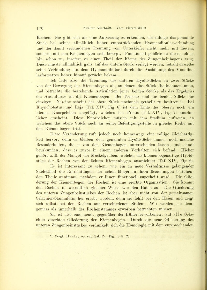 Rochen. Sie gibt sich als eine Anpassung zu erkennen, der zufolge das genannte Stück bei seiner allmählich höher emporrückenden Hyomandibularverbindung und der damit verbundenen Trennung vom Unterkiefer nicht mehr mit diesem, sondern mit den Kiemenbogen sich bewegt. Functioneil gehörte es diesen ohne- hin schon zu, insofern es einen Theil der Kieme des Zungenbeinbogens trug. Diese musste allmählich ganz auf das untere Stück verlegt werden, sobald dasselbe seine Verbindung mit dem Hyomandibulare durch die Ausbildung des Mandibu- larfortsatzes höher hinauf gerückt bekam. Ich leite also die Trennung des unteren Hyoidstückes in zwei Stücke von der Bewegung der Kiemenbogen ab, an denen das Stück theilnehmen muss, und betrachte , die bestehende Articulation jener beiden Stücke als das Ergebniss des Anschlusses an die Kiemenbogen. Bei Torpedo sind die beiden Stücke die einzigen. Narcine scheint das obere Stück nochmals getheilt zu besitzen *). Bei Rhynchobatus und Raja (Taf. XIV, Fig. 6) ist dem Ende des oberen noch ein kleines Knorpelchen angefügt, welches bei Pristis (Taf. XIV, Fig. 2) ansehn- licher erscheint. Diese Knorpelchen müssen mit dem Stadium auftreten, in welchem das obere Stück auch an seiner Befestigungsstelle in gleiche Reihe mit den Kiemenbogen tritt. Diese Veränderung ruft jedoch noch keineswegs eine völlige Gleichartig- keit hervor, denn es bleiben dem genannten Hyoidstücke immer noch manche Besonderheiten, die es von den Kiemenbogen unterscheiden lassen, und damit beurkunden, dass es zuvor in einem anderen Verhalten sich befand. Hieher gehört z. B. der Mangel der Muskelgruben, welcher das kiemenbogenartige Hyoi'd- stück der Rochen von den ächten Kiemenbogen auszeichnet (Taf. XIV, Fig. 6 . Es ist interessant zu sehen, wie ein in neue Verhältnisse gelangender Skelettheil die Einrichtungen der schon länger in ihren Beziehungen bestehen- den Theile annimmt, nachdem er ihnen functioneil zugetheilt ward. Die Glie- derung der Kiemenbogen der Rochen ist eine ererbte Organisation. Sie kommt den Rochen in wesentlich gleicher Weise wie den Haien zu. Die Gliederung des unteren Zungenbeinstückes der Rochen ist aber nicht von der gemeinsamen Selachier-Stammform her ererbt worden, denn sie fehlt bei den Haien und zeigt sich selbst bei den Rochen auf verschiedenen Stufen. Wir werden sie dem- gemäss als innerhalb des Rochenstammes erworben betrachten müssen. Sie ist also eine neue, gegenüber der früher erworbenen, auf alle Sela- chier vererbten Gliederung der Kiemenbogen. Durch die neue Gliederung des unteren Zungenbeinstückes verdunkelt sich die Homologie mit dem entsprechenden *) Vergl. Henle, op. cit. Taf. IV, Fig. 1, S. T.