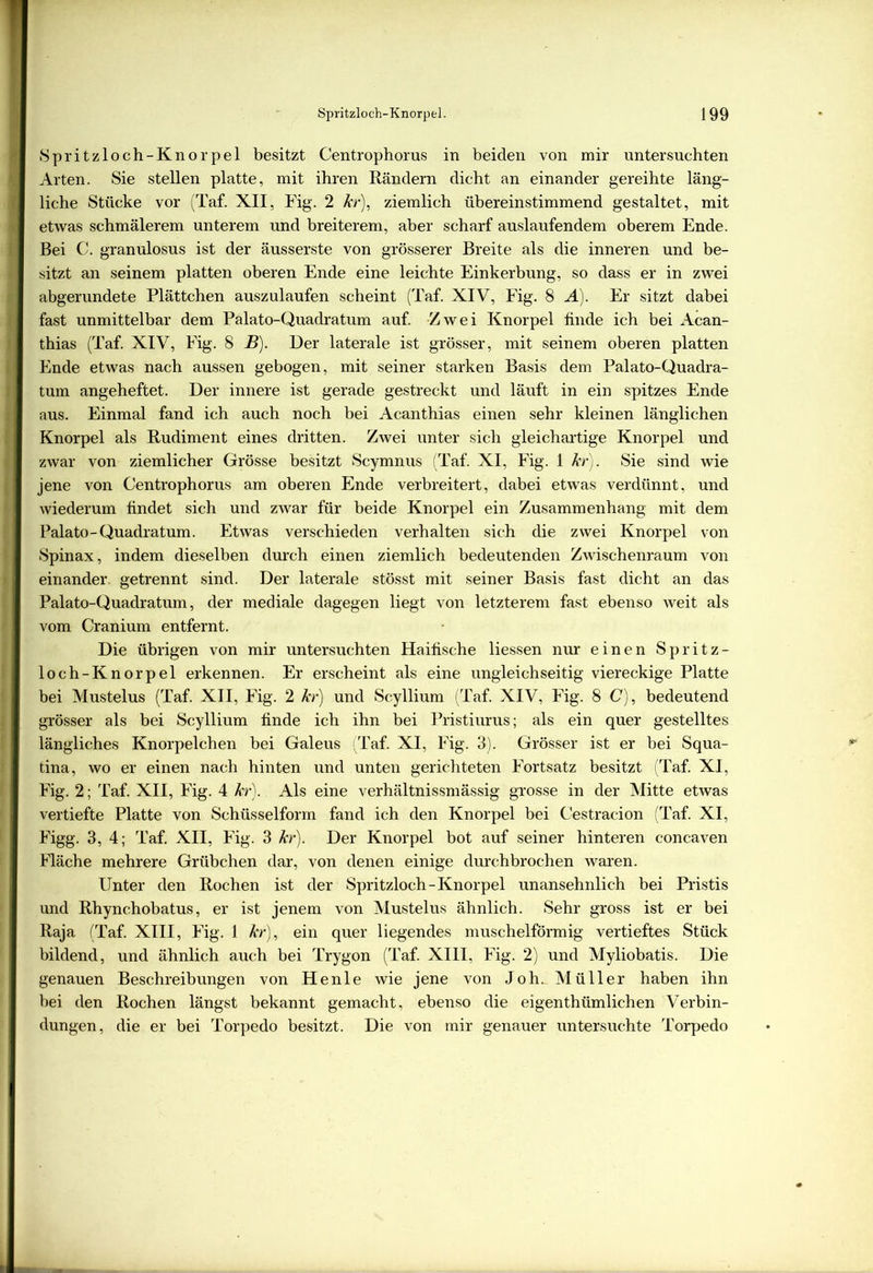 Spritzloch-Knorpel besitzt Centrophorus in beiden von mir untersuchten Arten. Sie stellen platte, mit ihren Rändern dicht an einander gereihte läng- liche Stücke vor (Taf. XII, Fig. 2 kr), ziemlich übereinstimmend gestaltet, mit etwas schmälerem unterem und breiterem, aber scharf auslaufendem oberem Ende. Bei C. granulosus ist der äusserste von grösserer Breite als die inneren und be- sitzt an seinem platten oberen Ende eine leichte Einkerbung, so dass er in zwei abgerundete Plättchen auszulaufen scheint (Taf. XIV, Fig. 8 A). Er sitzt dabei fast unmittelbar dem Palato-Quaclratum auf. Zwei Knorpel finde ich bei Acan- thias (Taf. XIV, Fig. 8 B). Der laterale ist grösser, mit seinem oberen platten Ende etwas nach aussen gebogen, mit seiner starken Basis dem Palato-Quadra- tum angeheftet. Der innere ist gerade gestreckt und läuft in ein spitzes Ende aus. Einmal fand ich auch noch bei Acanthias einen sehr kleinen länglichen Knorpel als Rudiment eines dritten. Zwei unter sich gleichartige Knorpel und zwar von ziemlicher Grösse besitzt Scymnus (Taf. XI, Fig. 1 kr). Sie sind wie jene von Centrophorus am oberen Ende verbreitert, dabei etwas verdünnt, und wiederum findet sich und zwar für beide Knorpel ein Zusammenhang mit dem Palato-Quadratum. Etwas verschieden verhalten sich die zwei Knorpel von Spinax, indem dieselben durch einen ziemlich bedeutenden Zwischenraum von einander getrennt sind. Der laterale stösst mit seiner Basis fast dicht an das Palato-Quadratum, der mediale dagegen liegt von letzterem fast ebenso weit als vom Cranium entfernt. Die übrigen von mir untersuchten Haifische Hessen nur einen Spritz- loch-Knorpel erkennen. Er erscheint als eine ungleichseitig viereckige Platte bei Mustelus (Taf. XII, Fig. 2 kr) und Scyllium (Taf. XIV, Fig. 8 C), bedeutend grösser als bei Scyllium finde ich ihn bei Pristiurus; als ein quer gestelltes längliches Knorpelchen bei Galeus (Taf. XI, Fig. 3). Grösser ist er bei Squa- tina, wo er einen nach hinten und unten gerichteten Fortsatz besitzt (Taf. XI, Fig. 2; Taf. XII, Fig. 4 kr). Als eine verhältnissmässig grosse in der Mitte etwas vertiefte Platte von Schüsselform fand ich den Knorpel bei Cestracion (Taf. XI, Figg. 3, 4; Taf. XII, Fig. 3 kr). Der Knorpel bot auf seiner hinteren concaven Fläche mehrere Grübchen dar, von denen einige durchbrochen waren. Unter den Rochen ist der Spritzloch-Knorpel unansehnlich bei Pristis und Rhynchobatus, er ist jenem von Mustelus ähnlich. Sehr gross ist er bei Raja (Taf. XIII, Fig. 1 kr), ein quer liegendes muschelförmig vertieftes Stück bildend, und ähnlich auch bei Trygon (Taf. XIII, Fig. 2) und Myliobatis. Die genauen Beschreibungen von Henle wie jene von Joh. Müller haben ihn bei den Rochen längst bekannt gemacht, ebenso die eigenthümlichen Verbin- dungen, die er bei Torpedo besitzt. Die von mir genauer untersuchte Torpedo