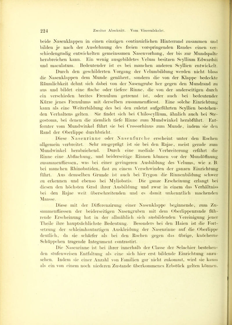 beide Nasenklappen in einen einzigen continuirlichen Hinterrand zusammen und bilden je nach der Ausdehnung des freien vorspringenden Randes einen ver- schiedengradig entwickelten gemeinsamen Nasenvorhang, der bis zur Mundspalte herabreichen kann. Ein wenig ausgebildetes Yelum besitzen Scyllium Edwardsii und maculatum. Bedeutender ist es bei manchen anderen Scyllien entwickelt. Durch den geschilderten Vorgang der Velumbildung werden nicht bloss die Nasenklappen dem Munde genähert, sondern die von der Klappe bedeckte Räumlichkeit dehnt sich dabei von der Nasengrube her gegen den Mundrand zu aus und bildet eine flache oder tiefere Rinne, die von der anderseitigen durch ein verschieden breites Frenulum getrennt ist, oder auch bei bedeutender Kürze jenes Frenulums mit derselben zusammenfliesst. Eine solche Einrichtung kann als eine Weiterbildung des bei den zuletzt aufgeführten Scyllien bestehen- den Verhaltens gelten. Sie findet sich bei C'hiloscyllium, ähnlich auch bei Ste- gostoma, bei denen die ziemlich tiefe Rinne zum Mundwinkel herabführt. Ent- fernter vom Mundwinkel führt sie bei Crossorhinus zum Munde, indem sie den Rand der Oberlippe durchbricht. Diese Nasenrinne oder Nasenfurche erscheint unter den Rochen allgemein verbreitet. Sehr ausgeprägt ist sie bei den Rajae, meist gerade zum Mundwinkel herabziehend. Durch eine mediale Verbreiterung erfährt die Rinne eine Abflachung, und beiderseitige Rinnen können cor der Mundöffnung zusammenfliessen, was bei einer geringeren Ausbildung des Yelums, wie z. B. bei manchen Rhinobaticlen, fast zu einem Verschwinden der ganzen Einrichtung führt. Aus demselben Grunde ist auch bei Trygon die Rinnenbildung schwer zu erkennen und ebenso bei Myliobatis. Die ganze Erscheinung erlangt bei diesen den höchsten Grad ihrer Ausbildung und zwar in eipem das Verhältnis bei den Rajae weit überschreitenden und es damit unkenntlich machenden Maasse. Diese mit der Differenzirung einer Nasenklappe beginnende, zum Zu- sammenfliessen der beiderseitigen Nasengruben mit dem Oberlippenrande füh- rende Erscheinung hat in der allmählich sich ausbildenden Vereinigung jener Theile ihre hauptsächlichste Bedeutung. Besonders bei den Haien ist die Fort- setzung der schleimhautartigen Auskleidung der Nasenrinne auf die Oberlippe deutlich, da sie schärfer als bei den Rochen gegen das übrige, knöcherne Schüppchen tragende Integument contrastirt. Die Nasenrinne ist bei ihrer innerhalb der Classe der Selachier bestehen- den stufenweisen Entfaltung als eine sich hier erst bildende Einrichtung anzu- sehen. Indem sie einer Anzahl von Familien gar nicht zukommt, wird sie kaum als ein von einem noch niederen Zustande überkommenes Erbstück gelten können,