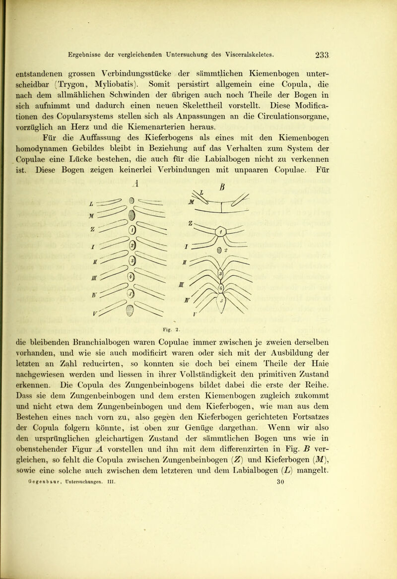entstandenen grossen Verbindungsstücke der sämmtlichen Kiemenbogen unter- scheidbar (Trygon, Myliobatis). Somit persistirt allgemein eine Copula, die nach dem allmählichen Schwinden der übrigen auch noch Theile der Bogen in sich aufnimmt und dadurch einen neuen Skelettheil vorstellt. Diese Modifica- tionen des Copularsystems stellen sich als Anpassungen an die Circulationsorgane, vorzüglich an Herz und die Kiemenarterien heraus. Für die Auffassung des Kieferbogens als eines mit den Kiemenbogen homodynamen Gebildes bleibt in Beziehung auf das Verhalten zum System der Copulae eine Lücke bestehen, die auch für die Labialbogen nicht zu verkennen ist. Diese Bogen zeigen keinerlei Verbindungen mit unpaaren Copulae. Für die bleibenden Branchialbogen waren Copulae immer zwischen je zweien derselben vorhanden, und wie sie auch modificirt waren oder sich mit der Ausbildung der letzten an Zahl reducirten, so konnten sie doch bei einem Theile der Haie nachgewiesen werden und Hessen in ihrer Vollständigkeit den primitiven Zustand erkennen. Die Copula des Zungenbeinbogens bildet dabei die erste der Reihe. Dass sie dem Zungenbeinbogen und dem ersten Kiemenbogen zugleich zukommt und nicht etwa dem Zungenbeinbogen und dem Kieferbogen, wie man aus dem Bestehen eines nach vorn zu, also gegen den Kieferbogen gerichteten Fortsatzes der Copula folgern könnte, ist oben zur Genüge dargethan. Wenn wir also den ursprünglichen gleichartigen Zustand der sämmtlichen Bogen uns wie in obenstehender Figur A vorstellen und ihn mit dem differenzirten in Fig. B ver- gleichen, so fehlt die Copula zwischen Zungenbeinbogen (Z) und Kieferbogen (M), sowie eine solche auch zwischen dem letzteren und dem Labialbogen (L) mangelt. Gegenbaur, Untersuchungen. III. 30