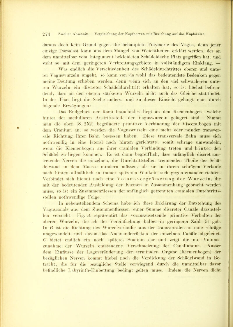 daraus doch kein Grund gegen die behauptete Polymerie des Vagus, denn jener einzige Dorsalast kann aus dem Mangel von Weichtheilen erklärt werden, der an dem unmittelbar vom Integument bekleideten Schädeldache Platz gegriffen hat, und steht so mit dem geringeren Verbreitungsgebiete in vollständigem Einklang. — Was endlich die Verschiedenheit des Schädeldurchtrittes oberer und unte- rer Vaguswurzeln angeht, so kann von da wohl das bedeutendste Bedenken gegen meine Deutung erhoben werden, denn wenn sich an den viel schwächeren unte- ren Wurzeln ein discreter Schädeldurchtritt erhalten hat. so ist höchst befrem- dend, dass an den oberen stärkeren Wurzeln nicht auch das Gleiche stattfindet. In der That liegt die Sache anders, und zu dieser Einsicht gelangt man durch folgende Erwägungen: Das Endgebiet der Kami branchiales liegt an den Kiemenbogen, welche hinter der medullären Austrittsstelle der Vagus wurzeln gelagert sind. Nimmt man die oben 'S. 252 begründete primitive Verbindung der Visceralbogen mit dem Cranium an, so werden die Vaguswurzeln eine mehr oder minder transver- sale Richtung ihrer Bahn besessen haben. Diese transversale Bahn muss sich nothwendig in eine lateral nach hinten gerichtete, somit schräge umwandeln, wenn die Kiemenbogen aus ihrer cranialen Verbindung treten und hinter den Schädel zu liegen kommen. Es ist dann begreiflich, dass anfänglich discret aus- tretende Nerven die einzelnen, die Durchtrittstellen trennenden Theile der Schä- delwand in dem Maasse mindern müssen, als sie in ihrem schrägen Verlaufe nach hinten allmählich in immer spitzeren Winkeln sich gegen einander richten. Verbindet sich hiemit noch eine Volumsvergrösserung der Wurzeln, die mit der bedeutenden Ausbildung der Kiemen in Zusammenhang gebracht werden muss, so ist ein Zusammenfliessen der anfänglich getrennten cranialen Durchtritts- stellen nothwendige Folge. In nebenstehendem Schema habe ich diese Erklärung der Entstehung des Vaguscanals aus dem Zusammenfliessen einer Summe discreter Canäle darzustel- len versucht. Fig. A repräsentirt das vorauszusetzende primitive Verhalten der oberen Wurzeln, die ich der Vereinfachung halber in geringerer Zahl 5) gab. In B ist die Richtung des Wurzelverlaufes aus der transversalen in eine schräge umgewandelt und davon das Aneinanderrücken der einzelnen Canäle abgeleitet. C bietet endlich ein noch späteres Stadium dar und zeigt die mit Volums- zunahme der Wurzeln entstandene Verschmelzung der Canallumina. Ausser dem Einflüsse der Lage Veränderung der terminalen Organe Kiemenbogen) der bezüglichen Nerven kommt hiebei noch die Verdickung der Schädel wand in Be- tracht, die für die bezügliche Stelle vorwiegend durch die unmittelbar davor befindliche Labyrinth-Einbettung bedingt gelten muss. Indem die Nerven dicht