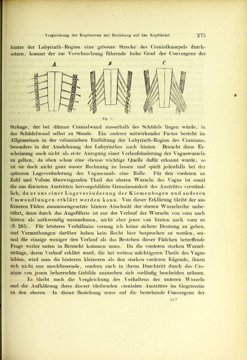 hinter der Labyrinth - Region eine grössere Strecke des Cranialknorpels durch- setzen, kommt der zur Verschmelzung führende hohe Grad der Convergenz der Stränge, der bei dünner Cranialwand ausserhalb des Schädels liegen würde, in der Schädel wand selbst zu Stande. Ein anderer mit wirkender Factor besteht im Allgemeinen in der voluminösen Entfaltung der Labyrinth-Region des Craniums, besonders in der Ausdehnung des Labyrinthes nach hinten. Braucht diese Er- scheinung auch nicht als erste Anregung einer Yerlaufsänderung der Vaguswurzeln zu gelten, da oben schon eine ebenso wichtige Quelle dafür erkannt wurde, so ist sie doch nicht ganz ausser Rechnung zu lassen und spielt jedenfalls bei der späteren Lageveränderung des Vaguscanals eine Rolle. Für den vorderen an Zahl und Volum überwiegenden Theil der oberen Wurzeln des Vagus ist somit die aus discreten Austritten hervorgebildete Gemeinsamkeit des Austrittes verständ- lich, da er aus einer Lage Veränderung der Kiemenbogen und anderen Umwandlungen erklärt werden kann. Von dieser Erklärung bleibt der aus feineren Fäden zusammengesetzte hintere Abschnitt der oberen Wurzelreihe unbe- rührt,, denn durch das Angeführte ist nur der Verlauf der Wurzeln von vorn nach hinten als nothwendig anzunehmen, nicht aber jener von hinten nach vorn zu (S. 265). Für letzteres Verhältnis vermag ich keine sichere Deutung zu geben, und Vermuthungen darüber haben kein Recht hier besprochen zrf werden, «zu- mal die einzige weniger den Verlauf als das Bestehen dieser Fädchen betreffende Frage weiter unten in Betracht kommen muss. Da die vorderen starken Wurzel- stränge, deren Verlauf erklärt ward, die bei weitem mächtigeren Theile des Vagus bilden, wird man die hinteren kleineren als den starken vorderen folgende, ihnen sich nicht nur anschliessende, sondern auch in ihrem Durchtritt durch das Cra- nium von jenen beherrschte Gebilde anzusehen sich vorläufig bescheiden müssen. Es bleibt noch die Vergleichung des Verhaltens der unteren WTurzeln und die Aufklärung ihres discret bleibenden cranialen Austrittes im Gegensätze zu den oberen. In dieser Beziehung muss auf die bestehende Convergenz der A C Fig. 3.