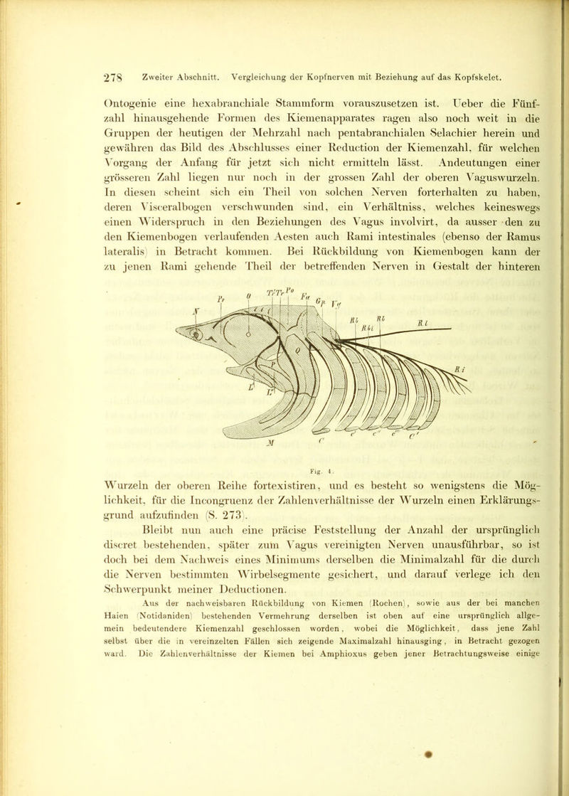 Ontogenie eine hexabranchiale Stammform vorauszusetzen ist. lieber die Fünf- zabl hinausgehende Formen des Kiemenapparates ragen also noch weit in die Gruppen der heutigen der Mehrzahl nach pentabranchialen Selachier herein und gewähren das Bild des Abschlusses einer Reduction der Kiemenzahl, für welchen Vorgang der Anfang für jetzt sich nicht ermitteln lässt. Andeutungen einer grösseren Zahl liegen nur noch in der grossen Zahl der oberen Vaguswurzeln. In diesen scheint sich ein Theil von solchen Nerven forterhalten zu haben, deren Visceralbogen verschwunden sind, ein Verhältniss, welches keineswegs einen Widerspruch in den Beziehungen des Vagus involvirt, da ausser den zu den Kiemenbogen verlaufenden Aesten auch Rami intestinales (ebenso der Ramus lateralis in Betracht kommen. Bei Rückbildung von Kiemenbogen kann der zu jenen Rami gehende Theil der betreffenden Nerven in Gestalt der hinteren Fig. 4. Wurzeln der oberen Reihe fortexistiren, und es besteht so wenigstens die Mög- lichkeit, für die Incongruenz der Zahlenverhältnisse der Wurzeln einen Erklärungs- grund aufzufinden (S. 273 . Bleibt nun auch eine präcise Feststellung der Anzahl der ursprünglich discret bestehenden, später zum Vagus vereinigten Nerven unausführbar, so ist doch bei dem Nachweis eines Minimums derselben die Minimalzahl für die durch die Nerven bestimmten Wirbelsegmente gesichert, und darauf verlege ich den Schwerpunkt meiner Deductionen. Aus der nachweisbaren Rückbildung von Kiemen (Rochen), sowie aus der bei manchen Haien (Notidaniden) bestehenden Vermehrung derselben ist oben auf eine ursprünglich allge- mein bedeutendere Kiemenzahl geschlossen worden, wobei die Möglichkeit, dass jene Zahl selbst über die in vereinzelten Fällen sich zeigende Maximalzahl hinausging, in Betracht gezogen ward. Die Zahlenverhältnisse der Kiemen bei Amphioxus geben jener Betrachtungsweise einige