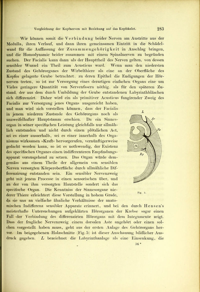 Wir können somit die Verbindung beider Nerven am Austritte aus der Medulla, ihren Verlauf, und dann ihren gemeinsamen Eintritt in die Schädel- wand für die Auffassung der Zusammengehörigkeit in Anschlag bringen, und die Homodynamie beider zusammen mit einem Spinalnerven zu begründen suchen. Der Facialis kann dann als der Haupttheil des Nerven gelten, von dessen sensibler Wurzel ein Theil zum Acusticus ward. Wenn man den niedersten Kopfes gelagerte Grube betrachtet, zu deren Epithel die Endigungen der Hör- nerven treten, so ist zur Versorgung eines derartigen einfachen Organs eine um Vieles geringere Quantität von Nervenfasern nöthig, als für den späteren Zu- stand, der aus dem durch Umbildung der Grube entstandenen Labyrinthbläschen sich differenzirt. Daher wird ein als primitiver Acusticus fungirender Zweig des Facialis zur Versorgung jenes Organs ausgereicht haben, und man wird sich vorstellen können, dass der Facialis r in jenem niederen Zustande des Gehörorgans noch als unzweifelhafter Hauptstamm erschien. Da ein Sinnes- organ in seiner specifischen Leistung gleichfalls nur allmäh- lich entstanden und nicht durch einen plötzlichen Act, sei es einer ausserhalb, sei es einer innerhalb des Orga- nismus wirksamen »Kraft« hervorgerufen, vernünftigerweise gedacht werden kann, so ist es nothwendig, der Existenz des specifischen Organes einen indifferenteren Empfindungs- apparat vorausgehend zu setzen. Das Organ würde dem- gemäss aus einem Theile der allgemein von sensiblen Nerven versorgten Körperoberfläche durch allmähliche Dif- ferenzirung entstanden sein. Ein sensibler Nervenzweig geht mit jenem Processe in einen sensorischen über, und an der von ihm versorgten Hautstelle sondert sich das specifische Organ. Die Kenntniss der Sinnesorgane nie- derer Thiere erleichtert diese Vorstellung in hohem Grade, da sie uns an vielfache ähnliche Verhältnisse der anato- mischen Indifferenz sensibler Apparate erinnert, und bei den durch Hensen’s meisterhafte Untersuchungen aufgeklärten Hör Organen der Krebse sogar einen Fall -der Verbindung des differenzirten Hörorgans mit dem Integumente zeigt. Dass der fragliche Nervenzweig einem dorsalen Aste angehört oder einen sol- chen vorgestellt haben muss, geht aus der ersten Anlage des Gehörorgans her- vor. Im beigegebenen Holzschnitte (Eig. 5) ist dieser Anschauung bildlicher Aus- druck gegeben. L bezeichnet die Labyrinthanlage als eine Einsenkung, die 36*