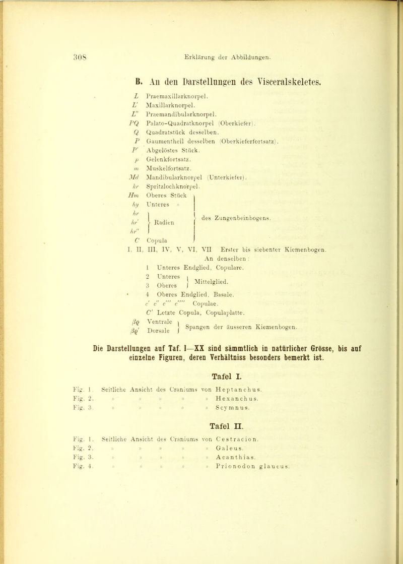 B. An (len Darstellungen des Visceralskeletes. L Praemaxillarknorpel. V Maxillarknorpel. j Praemandibularknorpel. Q Palato-Quadratknorpel (Oberkiefer). Q Quadratstüek desselben. P Gaumentheil desselben (Oberkieferfortsatz). p' Abgelöstes Stück. Gelenkfortsatz. Muskelfortsatz. Mandibularknorpel Spritzlochknörpel. Oberes Stück i Unteres » I 1 > Radien Copula III, IV, V, VI (Unterkiefer). des Zungenbeinbogens. ßQ ßQ VII Erster bis siebenter Kiemenbogen. An denselben : 1 Unteres Endglied, Copulare. 2 Unteres i „ > Mittelglied. 3 Oberes 1 & 4 Oberes Endglied, Basale, s c c c Copulae. C' Letzte Copula, Copulaplatte. Ventrale \ Dorsale ] ®PanSen ^er äusseren Kiemenbogen. Die Darstellungen auf Taf. I—XX sind sämmtlich in natürlicher Grösse, bis auf einzelne Figuren, deren Verhältniss besonders bemerkt ist. Tafel I. Fig. 1. Seitliche Ansicht des Craniums von Heptanchus. Fig. 2. - » » Hexanchus. Fig. 3. » » » » Scymnus. Fig. 1. Fig. 2. Fig. 3. Fig. 4. Tafel H. Seitliche Ansicht des Craniums von Cestracion. » » « » » Galeus. Acanthias. Prionodon glaucus.