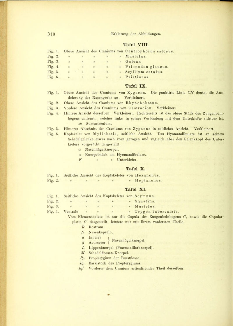Tafel Vin. Fig. t. Obere Ansicht des Craniums von Centrophorus calceus. Fig. 2. » » » » » Mustelus. Fig. 3. » » » » » Galeus. Fig. 4. » » » » Prionodon glaucus. Fig. 5. » ■ » » » » Scyllium catulus. Fig. 6. » » 8 » » Pristiurus. Tafel IX. Fig. 1. Obere Ansicht des Craniums von Zygaena. Die punktirte Linie CN deutet die Aus- dehnung der Nasengrube an. Verkleinert. Fig. 2. Obere Ansicht des Craniums von Rhynchobatus. Fig. 3. Vordere Ansicht des Craniums von Cestracion. Verkleinert. Fig. 4. Hintere Ansicht desselben. Verkleinert. Rechterseits ist das obere Stück des Zungenbein- bogens entfernt, welches links in seiner Verbindung mit dem Unterkiefer sichtbar ist. su Sustentaculum. Fig. 5. Hinterer Abschnitt des Craniums von Zygaena in seitlicher Ansicht. Verkleinert. Fig. 6. Kopfskelet von Myliobatis, seitliche Ansicht. Das Hyomandibulare ist an seinem Schädelgelenke etwas nach vorn gezogen und zugleich über den Gelenkkopf des Unter- kiefers vorgerückt dargestellt. a Nasenflügelknorpel. z Knorpelstück am Hyomandibulare.. F » » Unterkiefer. Tafel X. Fig. I. Seitliche Ansicht des Kopfskeletes von Hexanchus. Fig. 2. » » » » » Heptanchus. Tafel XL Fig. 1. Fig. 2. Fig. 3. Fig. 4. Seitliche Ansicht des Kopfskeletes von Scymnus. » » » » » Squatina. » » » » » Mustelus. Ventrale » » » » Trygon tuberculata. Vom Kiemenskelete ist nur die Copula des Zungenbeinbogens C, sowie die Copular- platte C' dargestellt, letztere nur mit ihrem vordersten Theile. Rostrum. Nasenkapseln. Innerer i Nasenflügelknorpel. R N a ß L M PP Bp Bp Aeusserer Lippenknorpel (Praemaxillarknorpel). Schädelflossen-Knorpel. Propterygium der Brustflosse. Basalstück des Propterygiums. Vorderer dem Cranium articulirender Theil desselben.
