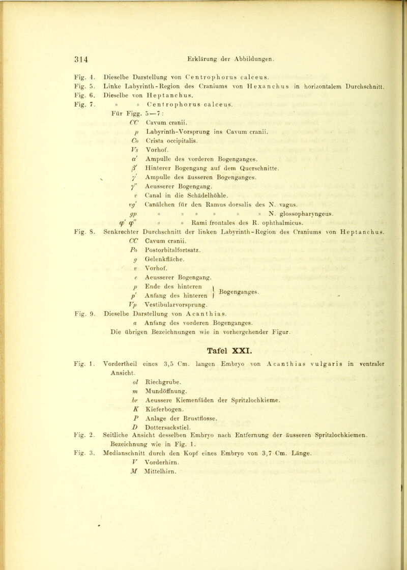 Fig. 4. Fig. 5. Fig. 6. Fig. 7. Fig. 8. Fig. 9. Fig. 1. Fig. 2. Fig. 3. Dieselbe Darstellung von Centrophorus calceus. Linke Labyrinth-Region des Craniums von Hexanchus in horizontalem Durchschnitt. Dieselbe von Heptanchus. » » Centrophorus calceus. Für Figg. 5 — 7 : CC Cavum cranii. p Labyrinth-Vorsprung ins Cavum cranii. Co Crista occipitalis. Vs Vorhof. a' Ampulle des vorderen Bogenganges. ß' Hinterer Bogengang auf dem Querschnitte. y Ampulle des äusseren Bogenganges. y Aeusserer Bogengang. v Canal in die Schädelhöhle. vg Canälchen für den Ramus dorsalis des N. vagus. gp » » # » » » N. glossopharyngeus. ff> cp » » Rami frontales des R. ophthalmicus. Senkrechter Durchschnitt der linken Labyrinth-Region des Craniums von Heptanchus. CC Cavum cranii. Po Postorbitalfortsatz. g Gelenkfläche. v Vorhof. e Aeusserer Bogengang. p Ende des hinteren > p Anfang des hinteren ) ®°Sen8anoes- Vp Vestibularvorsprung. Dieselbe Darstellung von Acanthias. a Anfang des vorderen Bogenganges. Die übrigen Bezeichnungen wie in vorhergehender Figur. Tafel XXI. Vordertheil eines 3,5 Cm. langen Embryo von Acanthias vulgaris in ventraler Ansicht. ol Riechgrube. m Mundöffnung. br Aeussere Kiemenfäden der Spritzlochkieme. K Kieferbogen. P Anlage der Brustflosse. D Dottersackstiel. Seitliche Ansicht desselben Embryo nach Entfernung der äusseren Spritzlochkiemen. Bezeichnung wie in Fig. 1. Medianschnitt durch den Kopf eines Embryo von 3,7 Cm. Länge. V Vorderhirn. M Mittelhirn.