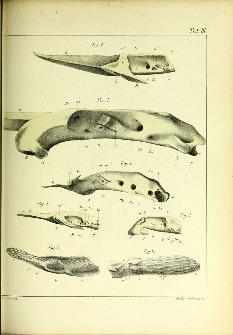 ^cgenlauT dd. lith-JiLS't.-viI.GfttsclifJena.
