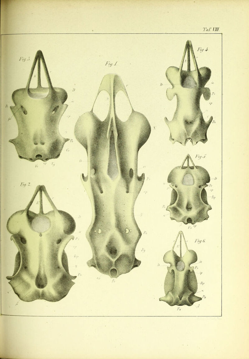 Taf. Il/I. Füj -/ Fuji