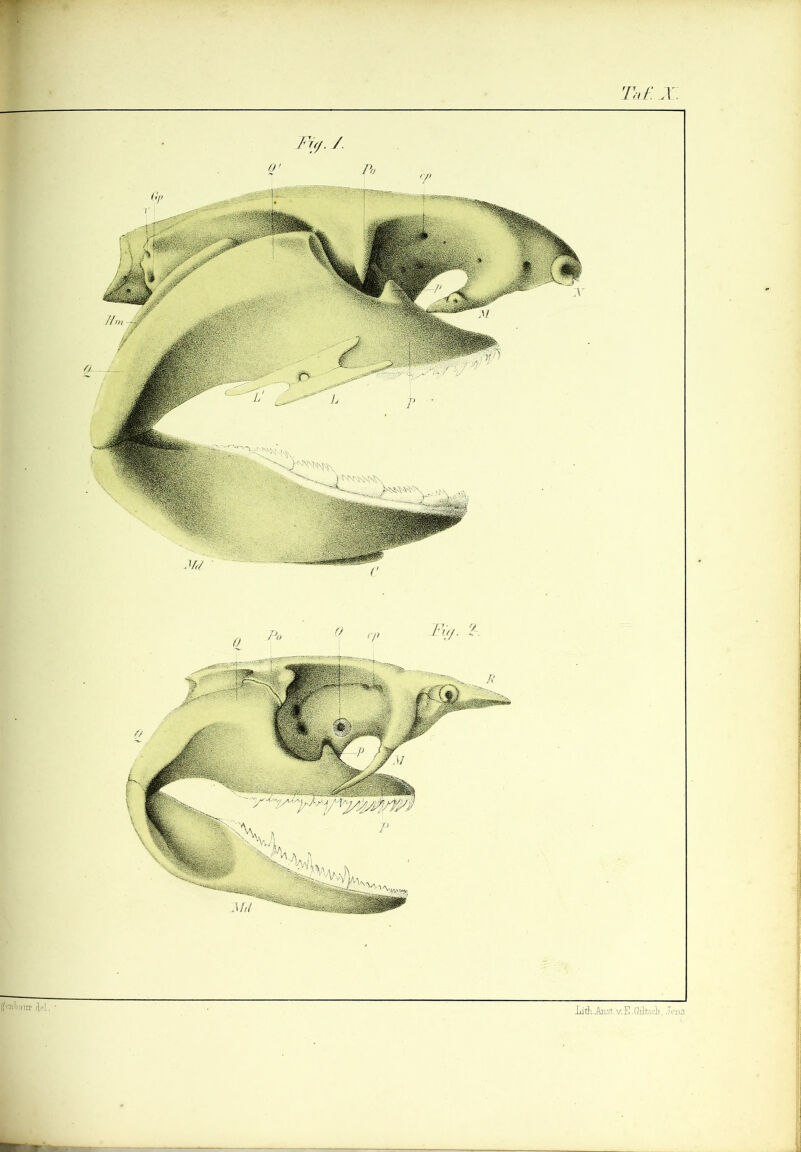 Ta t: X \W| IfcgM Iiith._&ast.v: E. ffilt.v i:I i, Jena