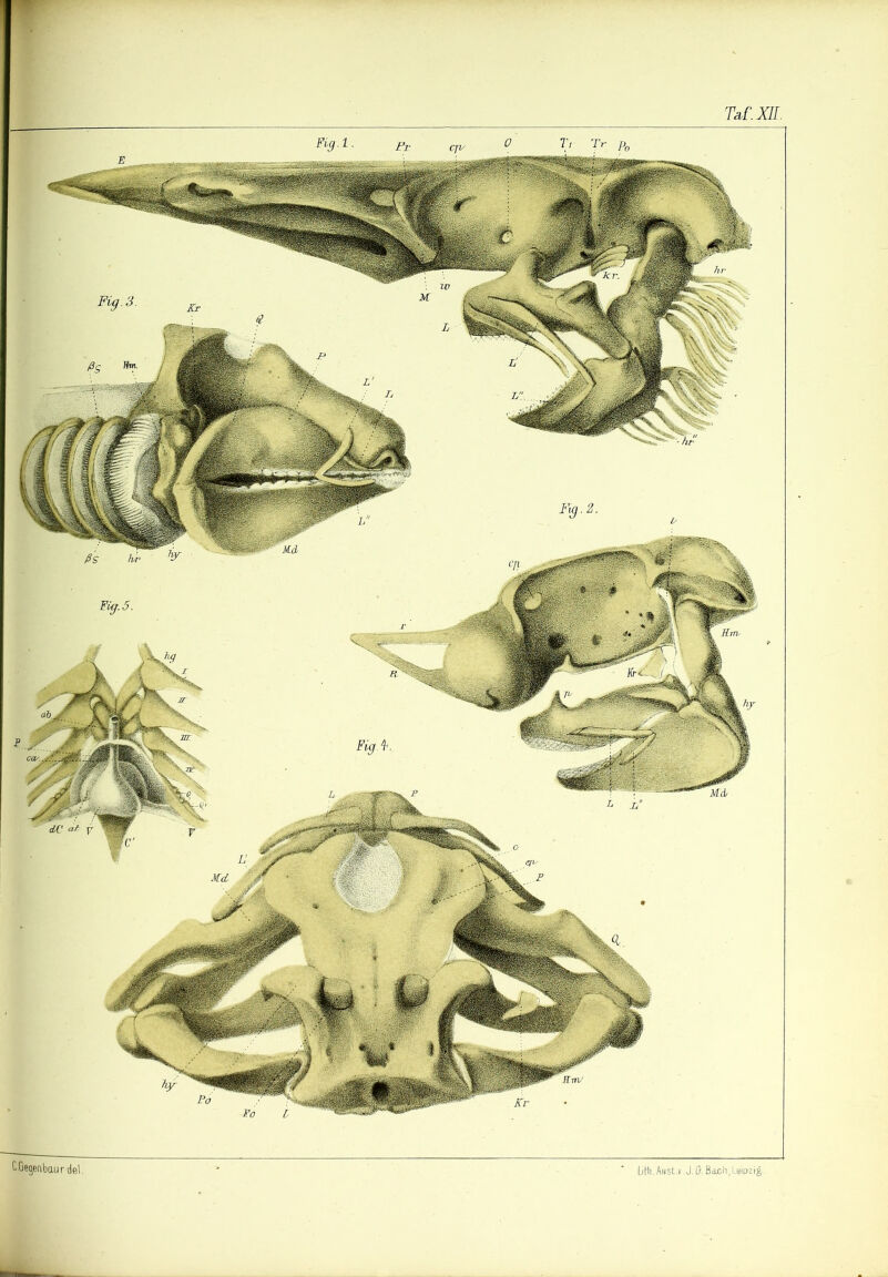 Cfiegen bau rdel, Lith. Anst. Bach, Uipzi£.