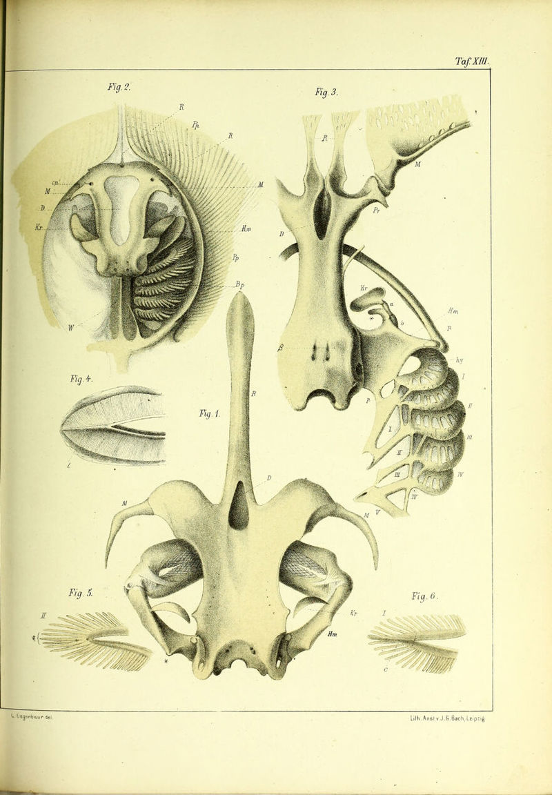 TafXI/I. L.Üegerrbaur del. LUh. Anst.Y.J.&. Bach, Leipzig Fig.2. Fig.3. Fig. 6 i