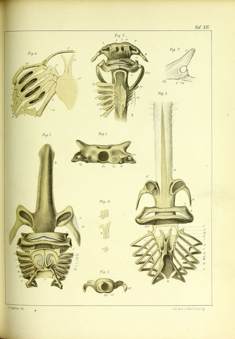 'I. ßegenbiur del. Lith. jpst.v J. ßach;iki p zi ^