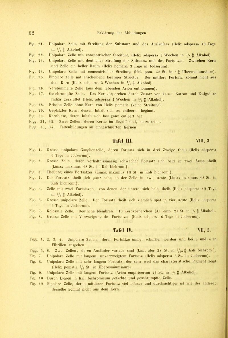 Fig. 21. Unipolare Zelte mit Streifung der Substanz und des Ausläufers (Helix adspersa 10 Tage in y5-0 Alkohol). Fig. 22. Unipolare Zelle mit concentrischer Streifung (Helix adspersa 3 Wochen in l/b $ Alkohol). Fig. 23. Unipolare Zelle mit deutlicher Streifung der Substanz und des Fortsatzes. Zwischen Kern und Zelle ein heller Raum (Helix pomatia 3 Tage in Jodserum). Fig. 24. Unipolare Zelle mit concentrischer Streifung (Hel. pom. 48 St. in 1 § Überosmiumsäure). Fig. 25. Bipolare Zelle mit anscheinend faseriger Structur. Der mittlere Fortsatz kommt nicht aus dem Kern (Helix adspersa 3 Wochen in l/b $ Alkohol). Fig. 26. Verstümmelte Zelle (aus dem lebenden Arion entnommen). Fig. 27. Geschrumpfte Zelle. Das Kernkörperchen durch Zusatz von kaust. Natron und Essigsäure radiär zerklüftet (Helix adspersa 4 Wochen in l/b $ Alkohol). Fig. 28. Frische Zelle ohne Kern von Helix pomatia (keine Streifung). Fig. 29. Geplatzter Kern, dessen Inhalt sich zu entleeren beginnt. Fig. 30. Kernblase, deren Inhalt sich fast ganz entleert hat. Figg. 31, 32. Zwei Zellen, deren Kerne im Begriff sind, auszutreten. Figg. 33, 34. Faltenbildungen an eingeschnürten Kernen. Fig. 1 Grosse unipolare Ganglienzelle, deren Fortsatz sich in drei Zweige theilt (Helix adspersa 6 Tage in Jodserum). Fig. 2. Grosse Zelle, deren verhältnissmässig schwacher Fortsatz sich bald in zwei Aestc theilt (Limax maximus 18 St. in Kali bichrom.). Fig. 3. Theilung eines Fortsatzes (Limax maximus 18 St. in Kali bichrom.). Fig. 4. Der Fortsatz theilt sich ganz nahe an der Zelle in zwei Aeste (Limax maximus 18 St. in Kali bichrom.). Fig. 5. Zelle mit zwei Fortsätzen, von denen der untere sich bald theilt (Helix adspersa 12 Tage in y5# Alkohol). Fig. 6. Grosse unipolare Zelle. Der Fortsatz theilt sich ziemlich spät in vier Aeste (Helix adspersa 6 Tage in Jodserum). Fig. 7. Kolossale Zelle. Deutliche Membran. 13 Kernkörperchen (Ar. emp. 21 St. in >/5 § Alkohol). Fig. 8. Grosse Zelle mit Verzweigung des Fortsatzes (Helix adspersa 6 Tage in Jodserum). Figg. 1, 2, 3, 4. Unipolare Zellen, deren Fortsätze immer schmäler werden und bei 3 und 4 in Fibrillen ausgehen. Figg. 5, 6. Zwei Zellen, deren Ausläufer varikös sind (Lim. ater 28 St. in $ Kali bichrom.). Fig. 7. Unipolare Zelle mit langem, unverzweigtem Fortsatz (Helix adspersa 6 St. in Jodserum). Fig. 8. Unipolare Zelle mit sehr langem Fortsatz, der sehr weit das charakteristische Pigment zeigt (Helix pomatia l/2 St. in Uberosmiumsäure). Fig. 9. Unipolare Zelle mit langem Fortsatz (Arion empiricorum 21 St. in */& # Alkohol). Fig. 10. Durch Liegen in Kali bichromicum gefärbte und geschrumpfte Zelle. Fig. 12. Bipolare Zelle, deren mittlerer Fortsatz viel blässer und durchsichtiger ist wie der andere; derselbe kommt nicht aus dem Kern. Tafel III. VIII, 3. Tafel IV. VII, 3.