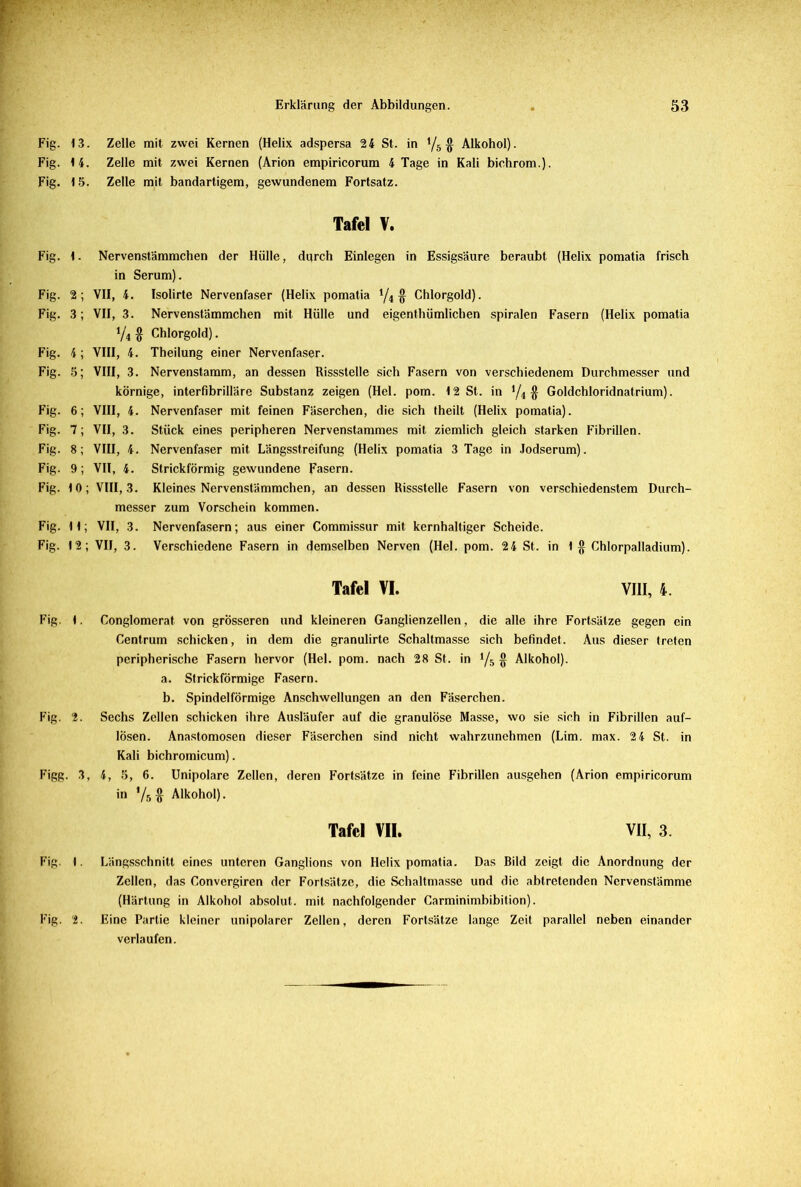 Fig. 13. Zelle mit zwei Kernen (Helix adspersa 24 St. in y5 $ Alkohol). Fig. 14. Zelle mit zwei Kernen (Arion empiricorum 4 Tage in Kali bichrom.). Fig. 15. Zelle mit bandartigem, gewundenem Fortsatz. Tafel V. Fig. 1. Nervenstämmchen der Hülle, durch Einlegen in Essigsäure beraubt (Helix pomatia frisch in Serum). Fig. 2 ; VII, 4. Isolirte Nervenfaser (Helix pomatia y4 § Chlorgold). Fig. 3; VII, 3. Nervenstämmchen mit Hülle und eigenthümlichen spiralen Fasern (Helix pomatia y4& Chlorgold). Fig. 4; VIII, 4. Theilung einer Nervenfaser. Fig. 5; VIII, 3. Nervenstamm, an dessen Rissstelle sich Fasern von verschiedenem Durchmesser und körnige, interfibrilläre Substanz zeigen (Hel. pom. 12 St. in y4 $ Goldchloridnatrium). Fig. 6; VIII, 4. Nervenfaser mit feinen Fäserchen, die sich theilt (Helix pomatia). Fig. 7; VII, 3. Stück eines peripheren Nervenstammes mit ziemlich gleich starken Fibrillen. Fig. 8; VIII, 4. Nervenfaser mit Längsstreifung (Helix pomatia 3 Tage in Jodserum). Fig. 9; VII, 4. Strickförmig gewundene Fasern. Fig. 10; VIII, 3. Kleines Nervenstämmchen, an dessen Rissstelle Fasern von verschiedenstem Durch- messer zum Vorschein kommen. Fig. 11; VII, 3. Nervenfasern; aus einer Commissur mit kernhaltiger Scheide. Fig. 12; VII, 3. Verschiedene Fasern in demselben Nerven (Hel. pom. 24 St. in 1$ Chlorpalladium). Tafel VI. VIII, 4. Fig. 1. Conglomerat von grösseren und kleineren Ganglienzellen, die alle ihre Fortsätze gegen ein Centrum schicken, in dem die granulirte Schaltmasse sich befindet. Aus dieser treten peripherische Fasern hervor (Hel. pom. nach 28 St. in y5 § Alkohol). a. Strickförmige Fasern. b. Spindelförmige Anschwellungen an den Fäserchen. Fig. 2. Sechs Zellen schicken ihre Ausläufer auf die granulöse Masse, wo sie sich in Fibrillen auf- IÖsen. Anastomosen dieser Fäserchen sind nicht wahrzunehmen (Lim. max. 2 4 St. in Kali bichromicum). Figg. 3, 4, 5, 6. Unipolare Zellen, deren Fortsätze in feine Fibrillen ausgehen (Arion empiricorum in '/5 $ Alkohol). Tafel VII. VII, 3. Fig. 1. Längsschnitt eines unteren Ganglions von Helix pomatia. Das Bild zeigt die Anordnung der Zellen, das Convergiren der Fortsätze, die Schaltmasse und die abtretenden Nervenstämme (Härtung in Alkohol absolut, mit nachfolgender Carminimbibition). Fig. 2. Eine Partie kleiner unipolarer Zellen, deren Fortsätze lange Zeit parallel neben einander verlaufen.