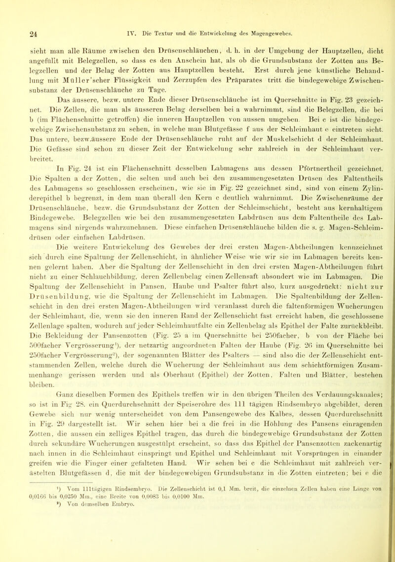 sieht man alle Räume zwischen den Drüsenschläuchen, d. h. in der Umgebung der Hauptzellen, dicht angefüllt mit Belegzellen, so dass es den Anschein hat, als ob die Grundsubstanz der Zotten aus Be- legzellen und der Belag der Zotten aus Hauptzellen besteht. Erst durch jene künstliche Behand- lung mit Müller’scher Flüssigkeit und Zerzupfen des Präparates tritt die bindegewebige Zwischen- substanz der Drüsenschläuche zu Tage. Das äussere, bezw. untere Ende dieser Drüsenschläuche ist im Querschnitte in Fig. 23 gezeich- net. Die Zellen, die man als äusseren Belag derselben bei a wahrnimmt, sind die Belegzellen, die bei b (im Flächenschnitte getroffen) die inneren Hauptzellen von aussen umgeben. Bei c ist die bindege- webige Zwischensubstanz zu sehen, in welche man Blutgefässe f aus der Schleimhaut e eintreten sieht. Das untere, bezw.äussere Ende der Drüsenschläuche ruht auf der Muskelschicht d der Schleimhaut. Die Gefässe sind schon zu dieser Zeit der Entwickelung sehr zahlreich in der Schleimhaut ver- breitet. In Fig. 24 ist ein Flächenschnitt desselben Labmagens aus dessen Pförtnerthoil gezeichnet. Die Spalten a der Zotten, die selten und auch bei den zusammengesetzten Drüsen des Faltentheils des Labmagens so geschlossen erscheinen, wie sie in Fig. 22 gezeichnet sind, sind von einem Zylin- derepithel b begrenzt, in dem man überall den Kern c deutlich wahrnimmt. Die Zwischenräume der Drüsenschläuche, bezw. die Grundsubstanz der Zotten der Schleimschicht, besteht aus kernhaltigem Bindegewebe. Belegzellen wie bei den zusammengesetzten Labdrüsen aus dem Faltentheile des Lab- magens sind nirgends wahrzunehmen. Diese einfachen DrüsenSchläuche bilden die s. g. Magen-Schleim- drüsen oder einfachen Labdrüsen. Die weitere Entwickelung des Gewebes der drei ersten Magen-Abtheilungen kennzeichnet sich durch eine Spaltung der Zellenschicht, in ähnlicher Weise wie wir sie im Labmagen bereits ken- nen gelernt haben. Aber die Spaltung der Zellenschicht in den drei ersten Magen-Abtheiluugen führt nicht zu einer Schlauchbildung, deren Zellenbelag einen Zellensaft absondert wie im Labmagen. Die Spaltung der Zellenschicht in Pansen, Haube und Psalter führt also, kurz ausgedrückt: nicht zur Drüsenbildung, wie die Spaltung der Zellenschicht im Labmagen. Die Spaltenbildung der Zellen- schicht in den drei ersten Magen-Abtheilungen wird veranlasst durch die faltenförmigen Wucherungen der Schleimhaut, die, wenn sic den inneren Rand der Zellenschicht fast erreicht haben, die geschlossene Zellenlage spalten, wodurch auf jeder Schleimhautfalte ein Zcllenbelag als Epithel der Falte zurückbleibt. Die Bekleidung der Pansenzotten (Fig. 25 a im Querschnitte bei 250facher, b von der Fläche bei 500facher Yergrösserung1), der netzartig angeordneten Falten der Haube (Fig. 26 im Querschnitte bei 250facher Yergrösserung2), der sogenannten Blätter des Psalters — sind also die der Zellenschicht ent- stammenden Zellen, welche durch die Wucherung der Schleimhaut aus dem schichtförmigen Zusam- menhänge gerissen werden und als Oberhaut (Epithel) der Zotten, Falten und Blätter, bestehen bleiben. Ganz dieselben Formen des Epithels treffen wir in den übrigen Theilen des Yerdauungskanales; so ist in Fig 28. ein Querdurchschnitt der Speiseröhre des 111 tägigen Rindsembryo abgebildet, deren Gewebe sich nur wenig unterscheidet von dem Pansengewebe des Kalbes, dessen Querdurchschnitt in Fig. 29 dargestellt ist. Wir sehen hier bei a die frei in die Höhlung des Pansens einragenden Zotten, die aussen ein zelliges Epithel tragen, das durch die bindegewebige Grundsubstanz der Zotten durch sekundäre Wucherungen ausgestülpt erscheint, so dass das Epithel der Pansenzotten zackenartig nach innen in die Schleimhaut einspringt und Epithel und Schleimhaut mit Yorsprüngen in einander greifen wie die Finger einer gefalteten Hand. Wir sehen bei c die Schleimhaut mit zahlreich ver- ästelten Blutgefässen d, die mit der bindegewebigen Grundsubstanz in die Zotten eintreten; bei e die *) Vom llltägigen Rindsembryo. Die Zellenschicht ist 0,1 Mm. breit, die einzelnen Zellen haben eine Länge von 0,0166 bis 0,0250 Mm., eine Breite von 0,0083 bis 0,0100 Mm. *) Von demselben Embryo.