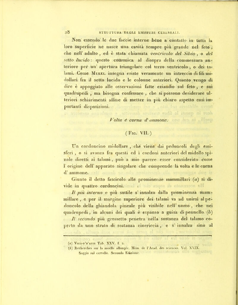 Non essendo le due faecie interne bene a contatto in tutta la loro superfìcie ne nasce una cavità sempre più grande nel feto , che nell’ adulto , ed è stata chiamata o)entricolo del Silvio , o del setto lucido ; questo comunica al disopra della commessura an- teriore per un’ apertura triangolare col terzo ventricolo , o dei ta- lami. Come Mekel insegna esiste veramente un intreccio di fili mi- dollari fra il setto lucido e le colonne anteriori. Quanto vengo di dire è appoggiato alle osservazioni fatte eziandio sul feto , e sui quadrupedi , ma bisogna confessare , che si possono desiderare ul- teriori schiarimenti alfine di metter in più chiaro aspetto così im- portanti disposizioni. Volta è corna d! aminone. (Fig. vii.) Un cordoncino midollare , che viene dal pedoncoli degli emi- sferi , o si avanza fra questi ed i cordoni anteriori del midollo spi- nale diretti ai talami, può a mio parere esser considerato come r origine dell’ apparato singolare che comprende la volta e le corna d’ am mone. Giunto il detto fascicolo alle prominenze mammillari (a) si di- vide in quattro cordoncini. . ^ • Il piu interno e più sottile s’innalza dalla prominenza mam- millare , e per il margine superiore dei talami va ad unirsi al pe- duncolo della ghiandola pineale più visibile nell’ uomo ^ che nei quadrupedi, in alcuni dei quali è espanso a guisa di pennello. (Z>) Il secondo più grossetto penetra nella sostanza del talamo co- perto da uno strato di sostanza cinericcia , e s’ innalza sino al (a) Vicq-d’d’azir Tab. XXV. f. 2. . (i>) Rechcrches sur la inoèlle allongée. Métn de l’Acad. des Sciences. Voi. XXIX. Saggio sul cervello. Seconda Edizione,