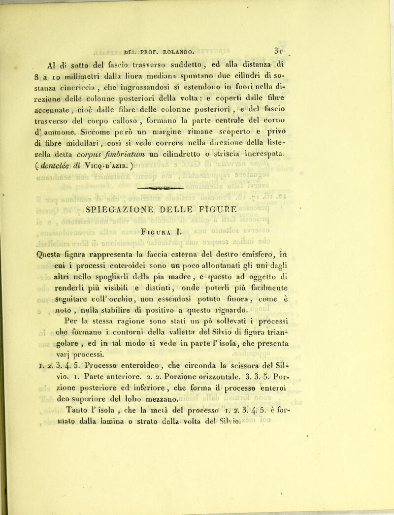Al di sotto del fascio trasverso suddetto , ed alla distanza di Saio raillitnetri dalla linea mediana spuntano due cilindri di so- stanza cinericcia , che ingrossandosi si estendono in fuori nella di- rezione delle colonne posteriori della volta; e coperti dalle fibre accennate , cioè dalle fibre delle colonne posteriori , e del fascio trasverso del corpo calloso , formano la parte centrale del corno d’aminone. Siccome però un margine rimane scoperto e privo di fibre midollari, così si vede correre nella direzione della liste- rella detta corpus fimbrlatum un cilindretto o striscia increspata^ (^dentelée eli Vicq-d’azir. ) SPIEGAZIONE DELLE FIGURE Figura I. Questa figura rappresenta la faccia esterna del destro emisfero, in cui i processi enteroidei sono un poco allontanati gli uni dagli altri nello spogliarli della pia madre, e questo ad oggetto di renderli più visibili e distinti, onde poterli più facilmente seguitare coll’occhio, non essendosi potuto finora , come è noto , nulla stabilire di positivo a questo riguardo. Per la stessa ragione sono stati un pò sollevati i processi che formano i contorni della valletta del Silvio di figura trian- golare , ed in tal modo si vede in parte T isola, ehe presenta varj processi. I. 2. 3. 4- 5. Processo enteroideo , che circonda la scissura del Sil- vio. I. Parte anteriore. 2. 2. Porzione orizzontale. 3. 3. 5. Por- zione posteriore ed inferiore, che forma il processo enteroì deo superiore del lobo mezzano. Tanto r isola , che la metà del processo i. 2'. 3. 4- 3. è for- mato dalla lamina o strato della volta del Silvio,