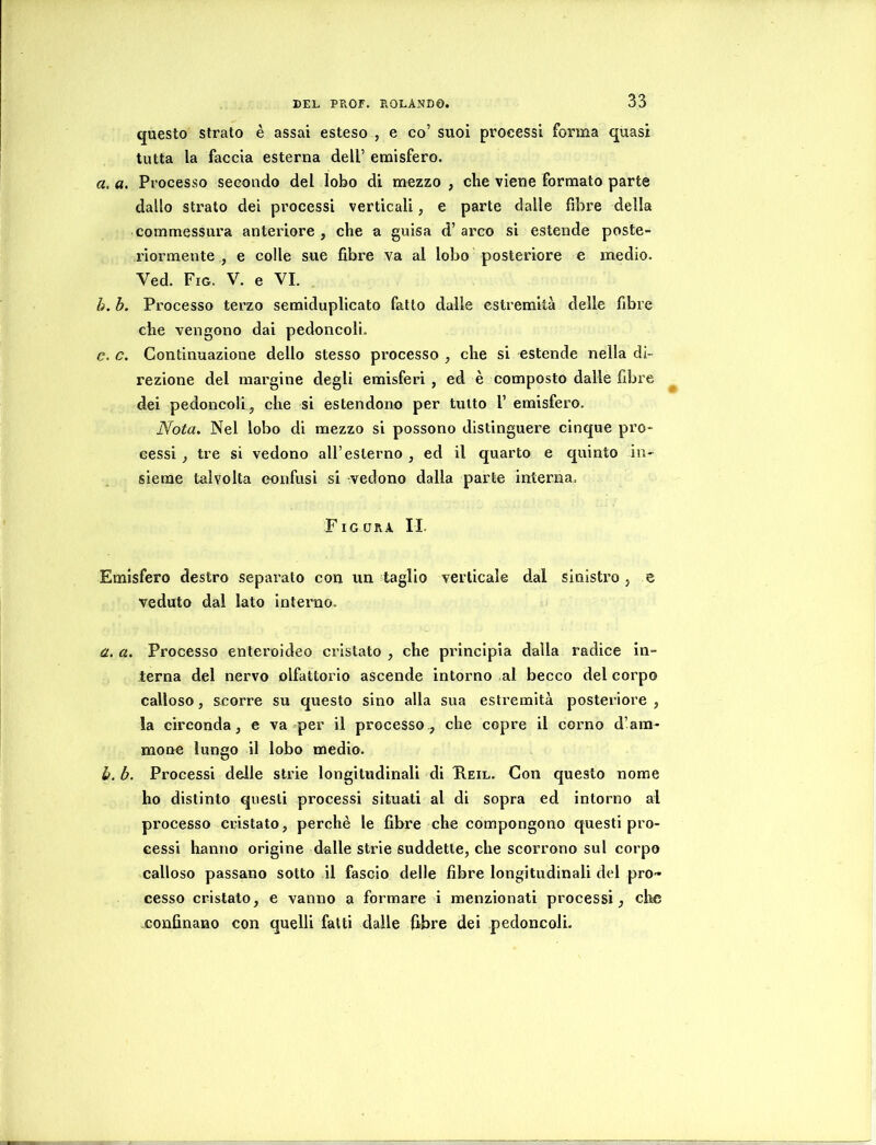 questo strato è assai esteso , e co’ suoi processi forma quasi tutta la faccia esterna dell’ emisfero. «. a. Processo secondo del lobo di mezzo , che viene formato parte dallo strato dei processi verticali, e parte dalle fibre della commessura anteriore , che a guisa d’ arco si estende poste- riormente , e colle sue fibre va al lobo posteriore e medio. Ved. Fig. V. e VI. h. h. Processo terzo semiduplicato fatto dalle estremità delle fibre che vengono dai pedoncoli. c. c. Continuazione dello stesso processo , che si estende nella di- rezione del margine degli emisferi , ed è composto dalle fibre dei pedoncoli, che si estendono per tutto 1’ emisfero. Nota. Nel lobo di mezzo si possono distinguere cinque pro- cessi j tre si vedono all’esterno , ed il quarto e quinto in- sieme talvolta confusi si vedono dalla parte interna. Figura IL Emisfero destro separato con un taglio verticale dal sinistro , e veduto dal lato interno. a. a. Processo enteroideo cristato , che principia dalla radice in- terna del nervo olfattorio ascende intorno al becco del corpo calloso, scorre su questo sino alla sua estremità posteriore , la circonda, e va per il processo, che copre il corno d’am* mone lungo il lobo medio. b. b. Processi delle strie longitudinali di Reil. Con questo nome ho distinto questi processi situati al di sopra ed intorno al processo cristato, perchè le fibre che compongono questi pro- cessi hanno origine dalle strie suddette, che scorrono sul corpo calloso passano sotto il fascio delle fibre longitudinali del pro- cesso cristato, e vanno a formare i menzionati processi, che confinano con quelli fatti dalle fibre dei pedoncoli.