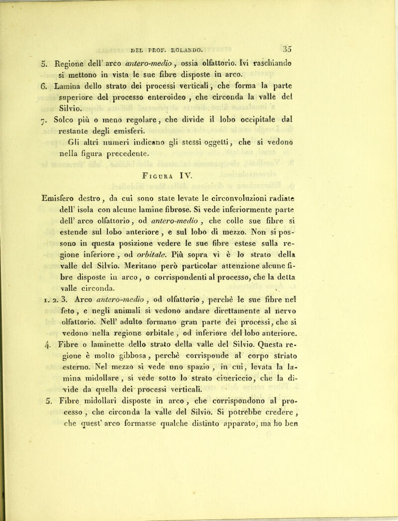 5. Regione dell’ arco antero-medio, ossia olfattorio. Ivi raschiando si mettono in vista le sue fibre disposte in arco. 6. Lamina dello strato dei processi verticali, che forma la parte superiore del processo enleroideo , che circonda la valle del Silvio. 'j. Solco più o meno regolare, che divide il lobo occipitale dal restante degli emisferi. Gli altri numeri indicano gii stessi oggetti, che si vedono nella figura precedente. Figura IV. Emisfero destro, da cui sono state levate le circonvoluzioni radiate deir isola con alcune lamine fibrose. Si vede inferiormente parte dell’ arco olfattorio, od antero-medio , che colle sue fibre si estende sul lobo anteriore , e sul lobo di mezzo. Non si pos- sono in questa posizione vedere le sue fibre estese sulla re- gione inferiore , od orbitale. Più sopra vi è lo strato della valle del Silvio. IMeritano però particolar attenzione alcune fi- bre disposte in arco, o corrispondenti al processo, che la detta valle circonda. 1.2.3. Arco antero-Tìiedio , od olfattorio, perchè le sue fibre nel feto , e negli animali si vedono andare direttamente al nervo olfattorio. Nell’ adulto formano gran parte dei processi, che si vedono nella regione orbitale , od inferiore del lobo anteriore. 4- Fibre o laminette dello strato della valle del Silvio. Questa re- gione è molto gibbosa, perchè corrisponde al corpo striato esterno. Nel mezzo si vede uno spazio , in cui, levata la la- mina midollare , si vede sotto lo strato cinericcio, che la di- vide da quella dei'processi verticali. 5. Fibre midollari disposte in arco, che corrispondono al pro- cesso , che circonda la valle del Silvio. Si potrebbe credere , che quest’ arco formasse qualche distinto apparato, ma ho ben