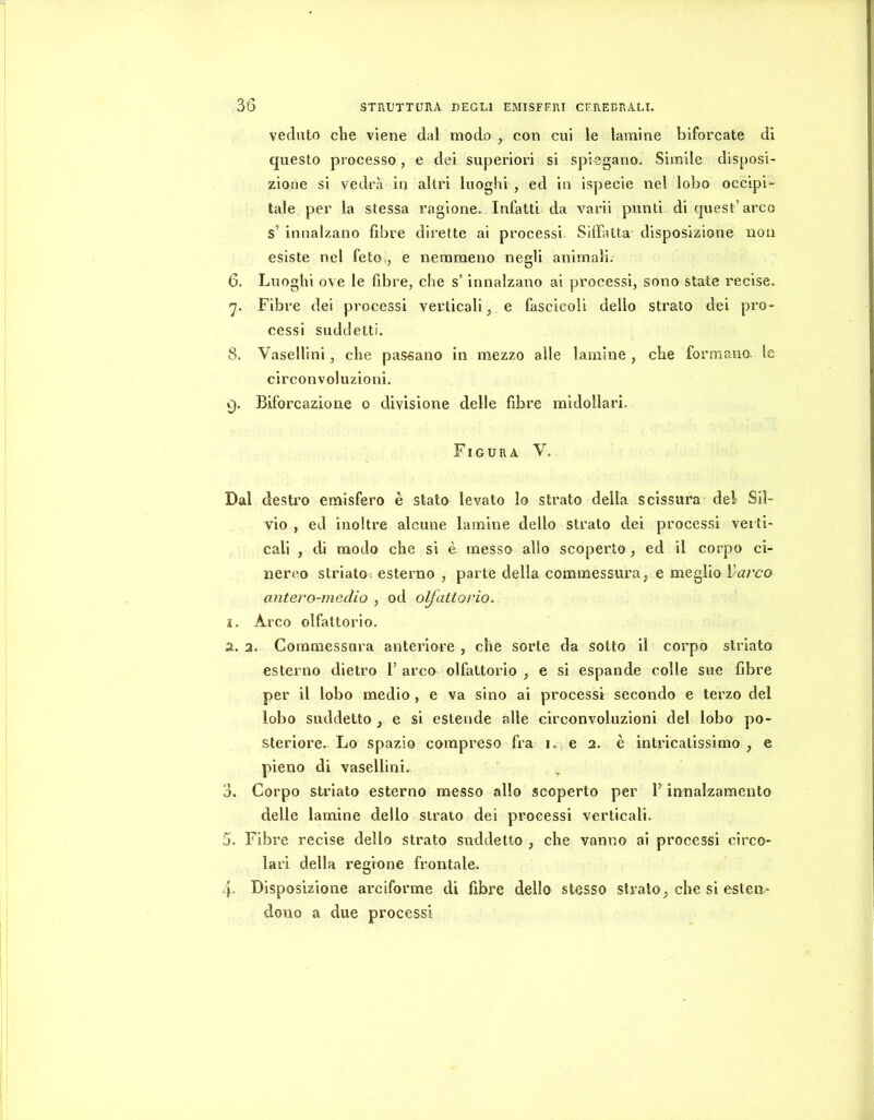 veduto che viene dal modo , con cui le lamine biforcate di questo processo, e dei superiori si spiegano. Simile disposi- zione si vedrà in altri luoghi , ed in ispecie nel lobo occipi- tale per la stessa ragione.-Infatti da varii punti di quest’arco s’ innalzano fibre dirette ai processi SiffìiUa disposizione non esiste nel feto., e nemmeno negli animali. 6. Luoghi ove le fibre, che s’innalzano ai processi, sono state recise. 'j. Fibre dei processi verticali, e fascicoli dello strato dei pro- cessi suddetti. S. Vaselli ni, che passano in mezzo alle lamine , che formana le circonvoluzioni. 9. Biforcazione o divisione delle fibre midollari. Figura V. Dal desti’o emisfero è stato levato Io strato della scissura del Sil- vio , ed inoltre alcune lamine dello strato dei processi verti- cali , di modo che si è messo allo scoperto , ed il corpo ci- nereo striato; esterno , parte della commessura, e meglio Varco antevo-inedio , od olfattorio. 1. Arco olfattorio. 2. 3. Commessura anteriore , che sorte da sotto il corpo striato esterno dietro 1’ arco olfattorio , e si espande colle sue fibre per il lobo medio, e va sino ai processi secondo e terzo del lobo suddetto , e si estende alle circonvoluzioni del lobo po- steriore.^ Lo spazio compreso fra 1. e 2. è intricatissimo, e pieno di vasellini. 3. Corpo striato esterno messo allo scoperto per l’innalzamento delle lamine dello strato dei processi verticali. 5. Fibre recise dello strato suddetto , che vanno ai processi circo- lari della regione frontale. 4. Disposizione arciforme di fibre dello stesso strato, che si esten- dono a due processi
