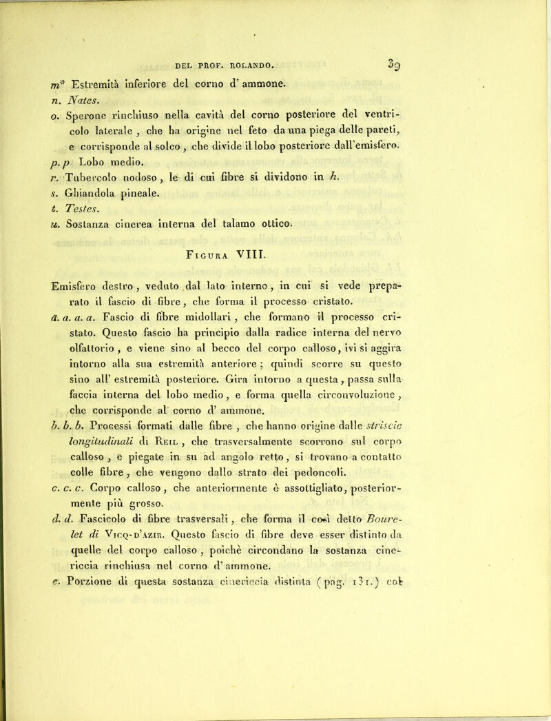 Estremità inferiore del corno d’ ammone. n. Nates. o. Sperone rlncliiuso nella cavità del corno posteriore del ventri- colo laterale , che ha orighie nel feto da una piega delle pareti, e corrisponde al soleo , ehe divide il lobo posteriore dall’emisfero. p. p Lobo medio. r. Tubercolo nodoso , le di cui fibre si dividotìo in h. s. Ghiandola pineale. t. Testes. u. Sostanza cinei’ea interna del talamo ottico. Figura Vili. Emisfero destro , veduto dal lato interno, in cui si vede prepa- rato il fascio di fibre, che forma il processo cristato. a. a. a. a. Fascio di fibre midollari , che formano il processo cri- stato. Questo fascio ha principio dalla radice interna del nervo olfattorio, e viene sino al becco del corpo calloso, ivi si aggira intorno alla sua estremità anteriore ; quindi scorre su questo sino air estremità posteriore. Gira intorno a questa, passa sulla faccia interna del lobo medio, e forma quella circonvoluzione , che corrisponde al corno d’ aminone. h. h. b. Processi formati dalle fibre , che hanno origine dalle striscio longitudinali di Reil , che trasversalmente scorrono sul corpo calloso, e piegate in su ad angolo retto, si trovano a contatto colle fibre , che vengono dallo strato dei pedoncoli. c. c.c. Corpo calloso, che anteriormente è assottigliato, posterior- mente più grosso. d. d. Fascicolo di fibre trasversali, che forma il co«ì detto Bouvc- let di Vicq-d’azir. Questo fascio di fibre deve esser distinto da quelle del corpo calloso , poiché circondano la sostanza cine- riccia rinchiusa nel corno d’ammone. e. Porzione di questa sostanza cinericcia distinta ( pog. i3i.) col-