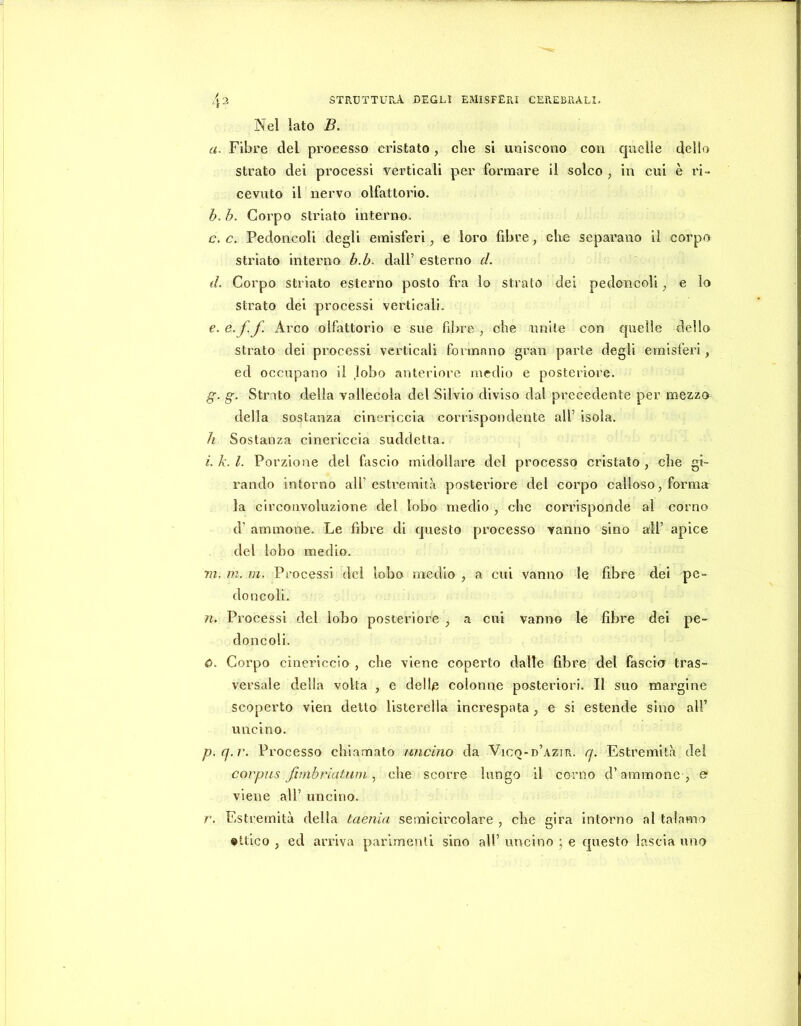 Nel lato B, a. Fibre del processo ei’istato, che si uniscono con quelle delio strato dei processi verticali per forrnare il solco , in cui è ri- cevuto il nervo olfattorio. b. h. Corpo striato interno. c. c. Pedoncoli degli emisferi, e loro fibre, che separano il corpo striato interno b.b. dall’ esterno cL d. Corpo striato esterno posto fra lo strato dei pedoncoli, e lo strato dei processi verticali. €. e.f. f. Arco olfattorio e sue fibre , che unite con quelle dello strato dei processi verticali formano gran parte degli emisferi, ed occupano il lobo anteriore medio e posteriore. g. g. Strato della vallecola del Silvio diviso dal precedente per mezzo della sostanza cinericcia corrispondente all’ isola. h Sostanza cinericcia suddetta. i. k. l. Porzione del fascio midollare del processo cristato , che gi- rando intorno all’estremità posteriore del corpo calloso, forma la circonvoluzione del lobo medio , clic corrisponde al corno d’ aminone. Le fibre di questo processo vanno sino all’ apice del lobo medio. m. ni. m. Processi del lobo medio , a cui vanno le fibre dei pe- doncoli. 71. Processi del lobo posteriore , a cui vanno le fibre dei pe- doncoli. ù. Corpo cincriccio , che viene coperto dalle fibre del fascio tras- versale della volta , e delle colonne posteriori. Il suo margine scoperto vien detto listerella increspata ^ e si estende sino all’ uncino. p.q.r. Processo chiamato uncino da Vicq-d’azir. q. Estremità del corpus Jìmbriatuni che scorre lungo il corno d’aminone , e viene all’ uncino. r. Estremità della taenia semicircolare , che gira intorno al talamo ©Itico , ed arriva parimenti sino all’ uncino ; e questo lascia uno