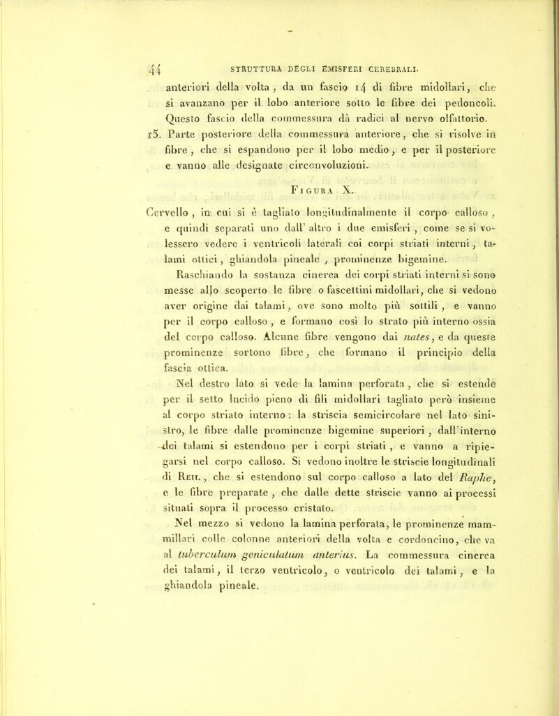 anteriori della volta, da un fascio i4 di fibre midollari, che si avanzano per il lobo anteriore sotto le fibre dei pedoncoìi. Questo fascio della commessura dà radici al nervo olfattorio. r5. Parte posteriore della commessura anteriore, che si risolve in fibre, che si espandono per il lobo medio, e per il posteriore e vanno alle designate circonvoluzioni- Figura X. Cervello , in cui si è tagliato longitudinalmente il corpo calloso , e cfuindi separati uno dall’ altro i due emisferi , come se si vo- lessero vedere i ventricoli laterali coi corpi striati interni, ta- lami ottici, ghiandola pineale , prominenze bigemine. Pvaschiando la sostanza cinerea dei corpi sti’iati interni si sono messe allo scoperto le fibre o fascettini midollari, che si vedono aver origine dai talami, ove sono molto più sottili, e vanno per il corpo calloso , e formano cosi lo strato pici interno ossia del corpo calloso. Alcune fibre vengono dai nates, e da queste prominenze sortono fibre, che formano il principio delia fascia ottica. Nel destro lato si vede la lamina perforata , che si estende per il setto luciilo pieno di fili midollari tagliato però insieme al corpo striato interno ; la striscia semicircolare nel lato sini- stro, le fibre dalle prominenze bigemine superiori, daU’interno 4.1ei talami si estendono per i corpi striati , e vanno a ripie- garsi nel corpo calloso. Si vedono inoltre le strisele longitudinali di Reil , che si estendono sul corpo calloso a lato del Raphe, e le fibre preparate , che dalle dette strisele vanno ai processi situati sopra il processo cristato. Nel mezzo si vedono la lamina perforata, le prominenze mam- millari colle colonne anteriori della volta e cordoncino, che va al tuberculwn geniciilatum anterius. La commessura cinerea dei talami, il terzo ventricolo, o ventricolo dei talami, e la ghiandola pineale.