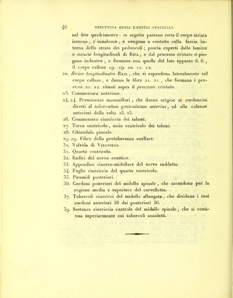 nel feto quadrimestre: in seguito passano sotto il corpo striato interno , s’innalzano , e vengono a contatto colla faccia in- terna dello strato dei pedoncoli ; poscia coperti dalle lamine 0 strisele longitudinali di Reil , e dal processo crislato si pie- gano indentro , e formano con quelle del lato opposto 6. 6., il corpo calloso 19. ig. 10. ix. 12. 20. Striae longitudinales Reil , che si espandono lateralmente sul corpo calloso, e danno le fibre 21. 21., che formano i pro- cessi 22. 22. situati sopra il processo cristato. '23. Commessura anteriore. 24. 24. Prominenze mammillari , che danno origine ai cordoncini diretti al tuberculum geniculatum anterius, ed alle colonne anteriori della volta aS. 25. 26. Commessura cinericcia dei talami. 27. Terzo ventricolo , ossia ventricolo dei talami. 28. Ghiandola pineale. 29. 29. Fibre della protubex'anza anellare. 30. Valvola di Vieussens. 31. Quarto ventricolo. 82. Radici del nervo acustico. 33. Appendice cinereo-midollare del nervo suddetto- 34. Foglie cinericcie del quarto ventricolo. 35. Piramidi posteriori. 36. Cordoni posteriori del midollo spinale , che ascendono per la regione media e superiore del cervelletto. 87. Tubercoli cinericci del midollo allungato , che dividono i suoi cordoni anterinri 38 dai posteriori 36. 3g. Sostanza cinericcia centrale del midollo spinale , che si conti- nua superiormente coi tubercoli anzidelti.