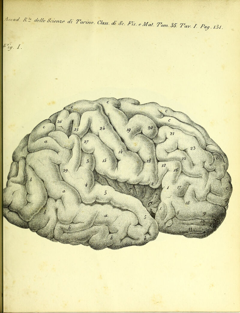 Acca^. c^e//e SAey^ze ■ino. Class, Cc. J^A. e Mal. Toyj^.òS. Tav. Z Pa^. /J/ /•