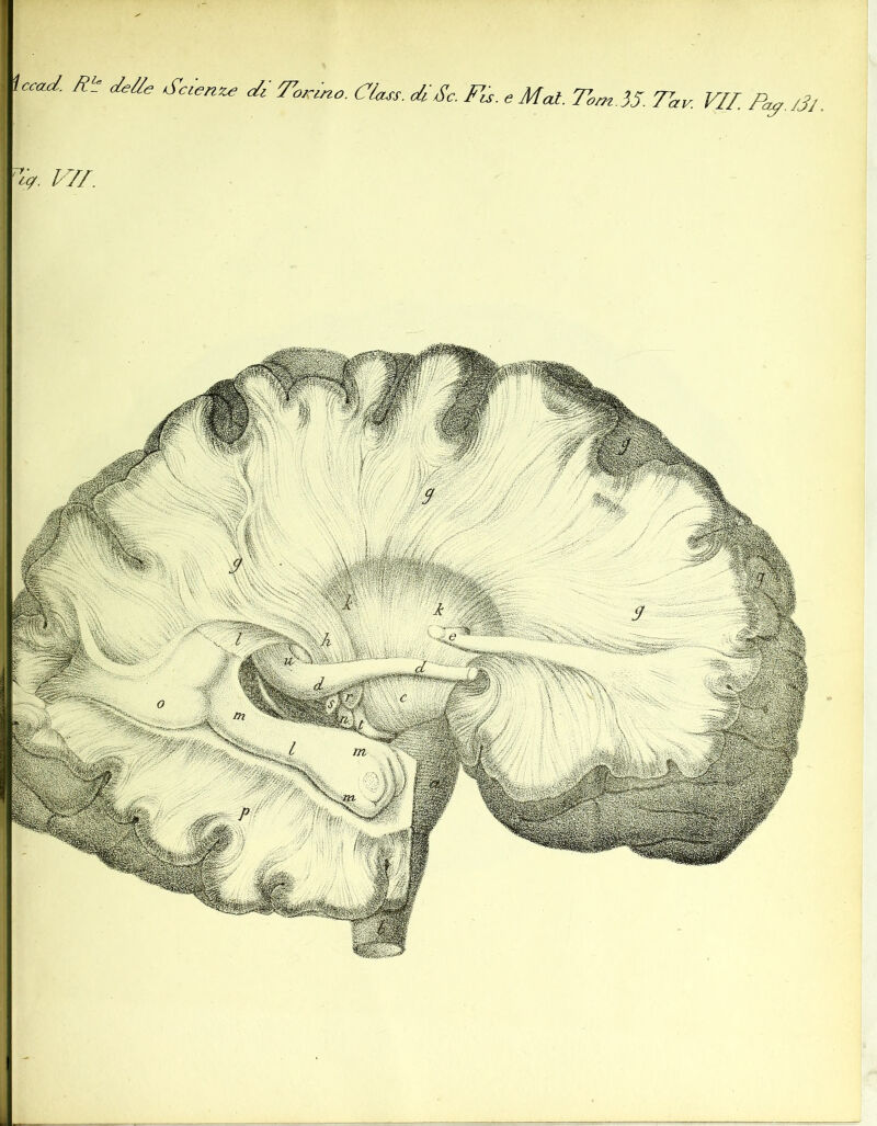 I iccaJ. Rt Scienza <// /Ir, r. Mai. To„z.}5. Tav. VIL Pay. /3j. PV/.